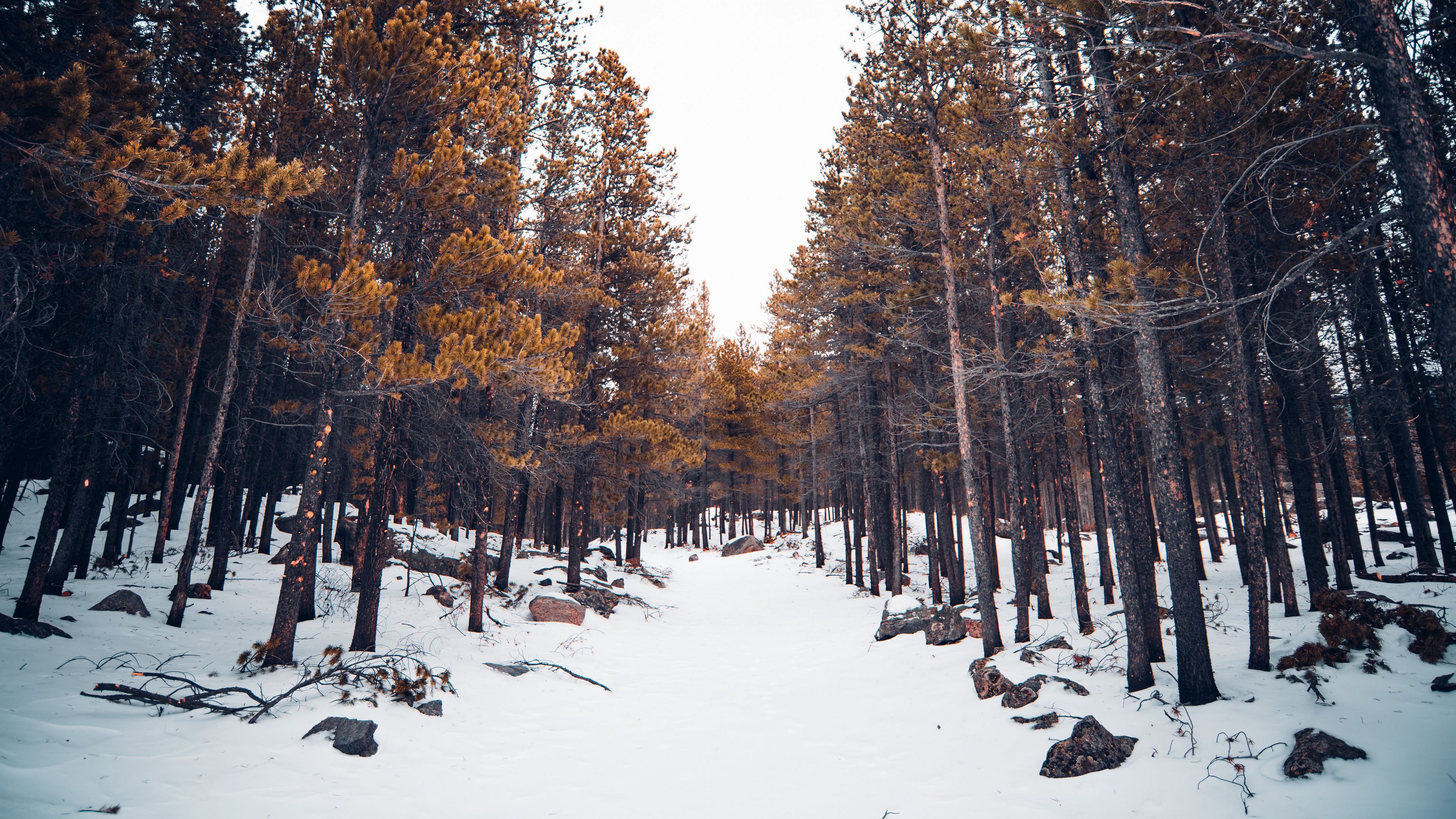 Wallpaper / forest, snow, trees, winter, nature, 4k free download