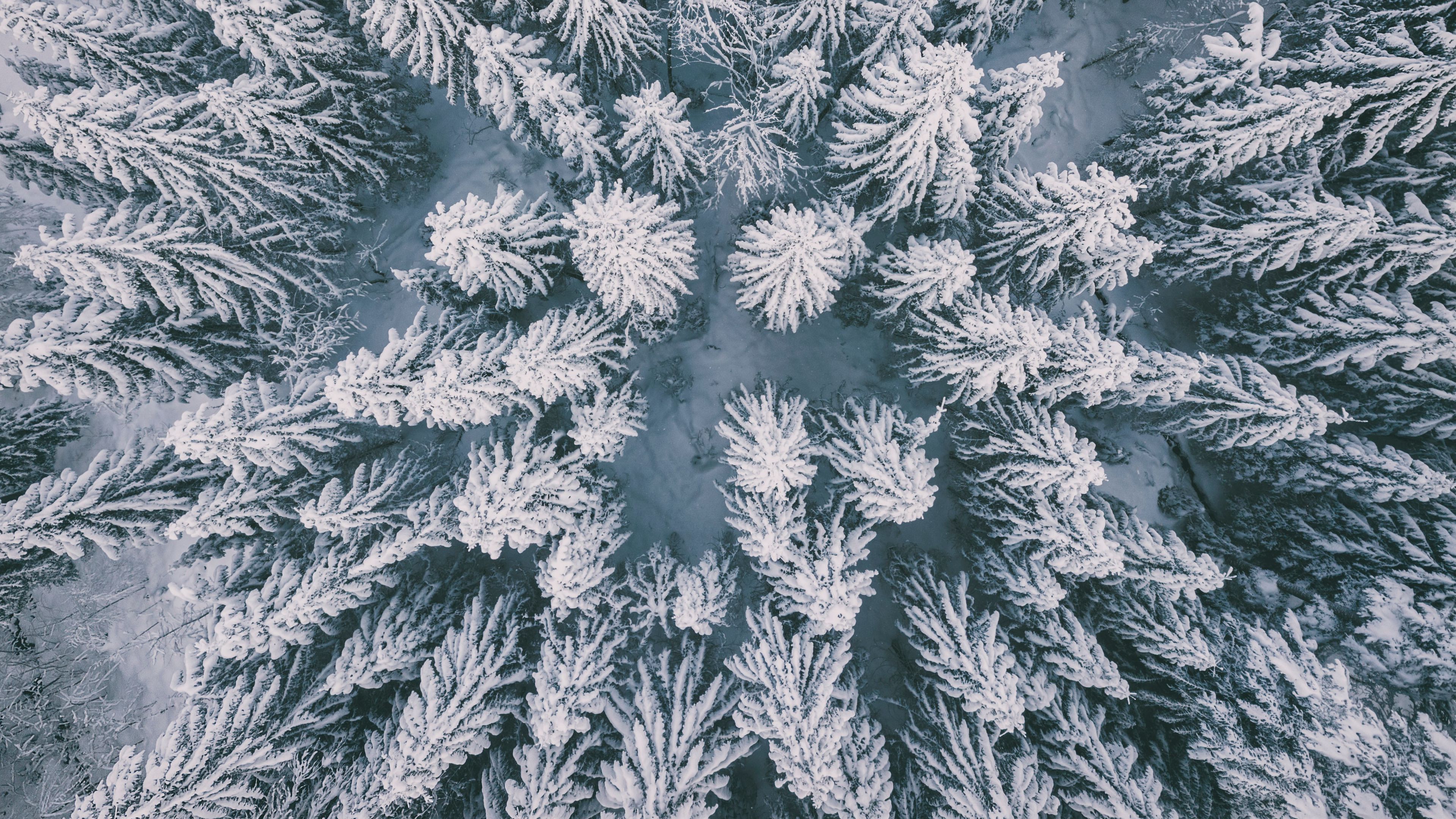 Wallpaper / winter forest, aerial view, spruce, snow, 4k free download