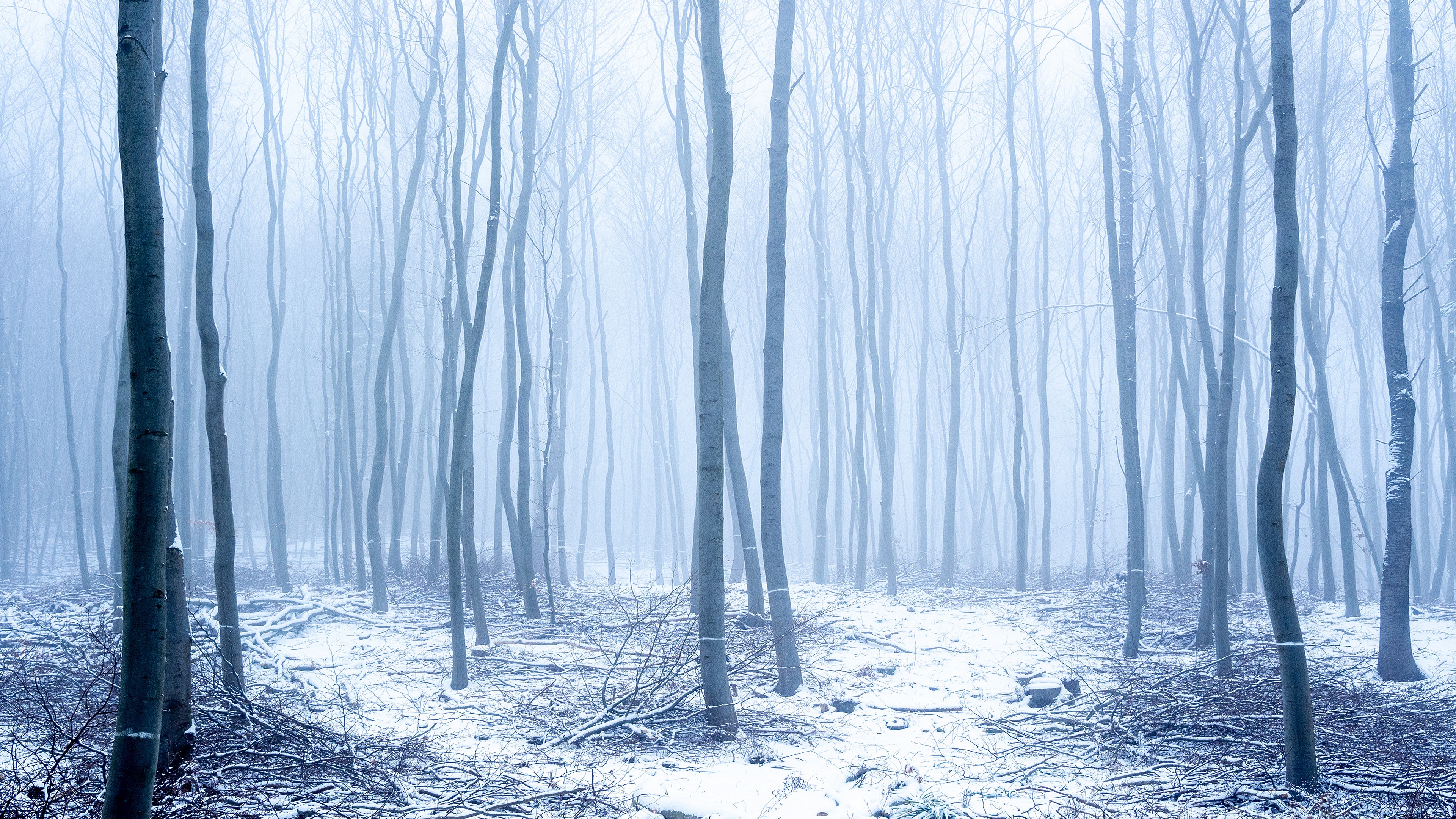 Winter 4K, Fog, Trunk, Snow, Forest Gallery HD Wallpaper