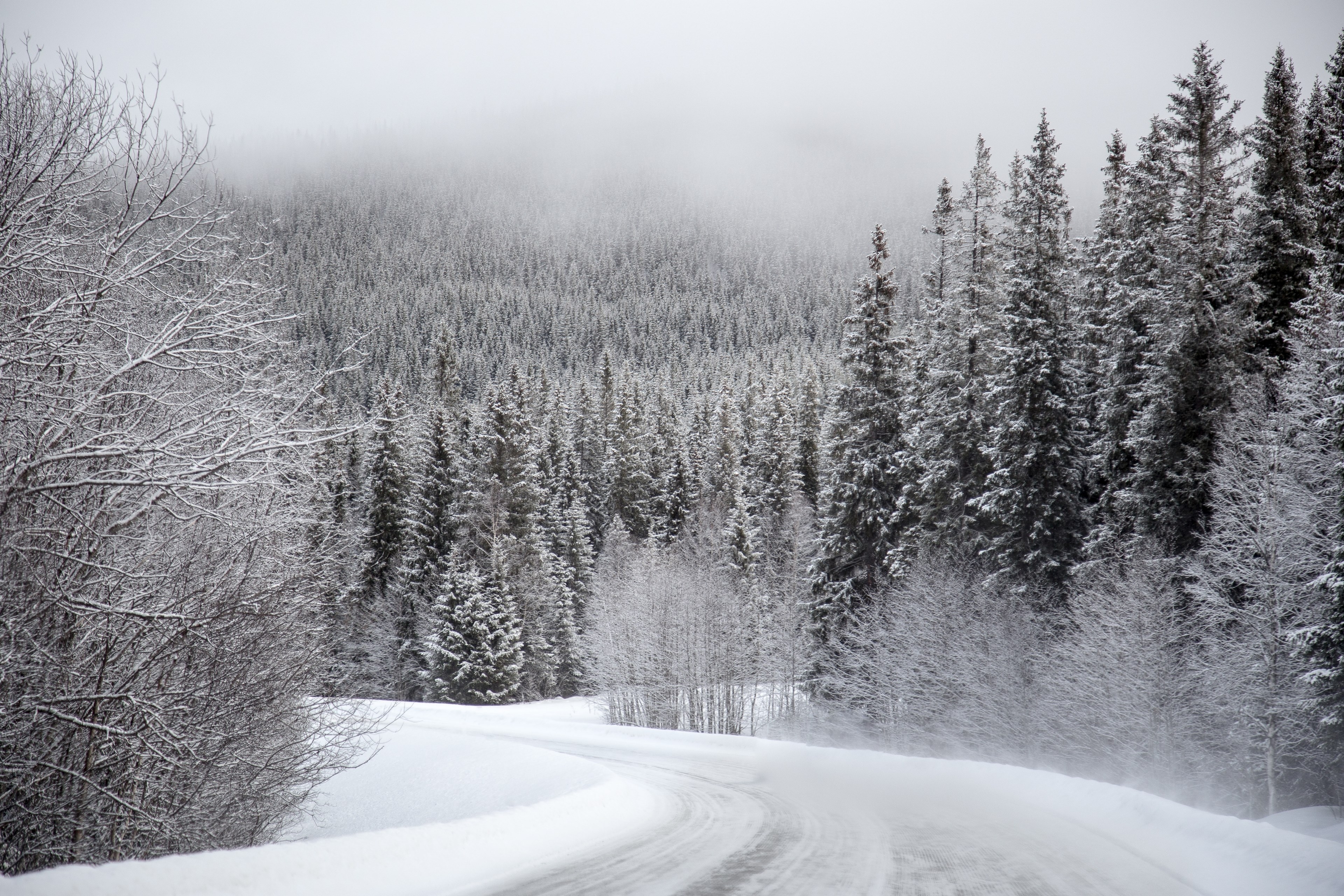 Wallpaper / snow covered roade forest covered in snow during winter in gddede, snow forest winter gddede 4k wallpaper free download