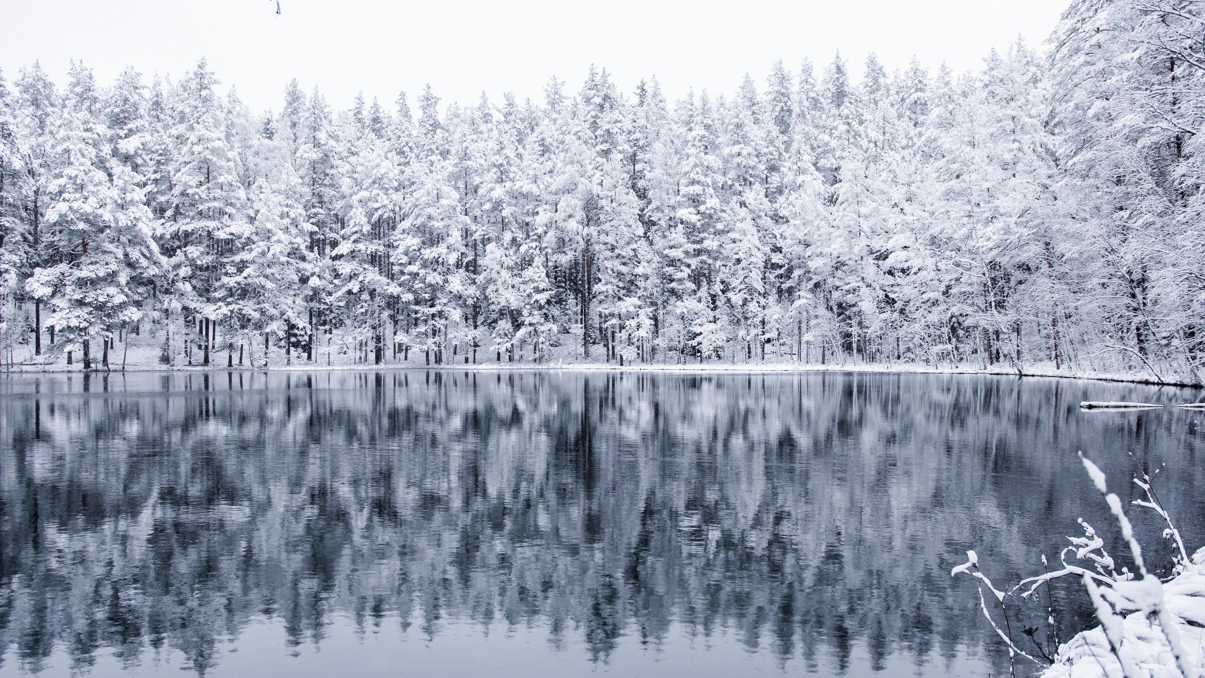 Free download Wallpaper 4k tree snow winter forest 4k Wallpaper [3840x2160] for your Desktop, Mobile & Tablet. Explore Snowy Forest 4K Wallpaper. Snowy Mountain Wallpaper, Snowy Forest Wallpaper, Snowy Background