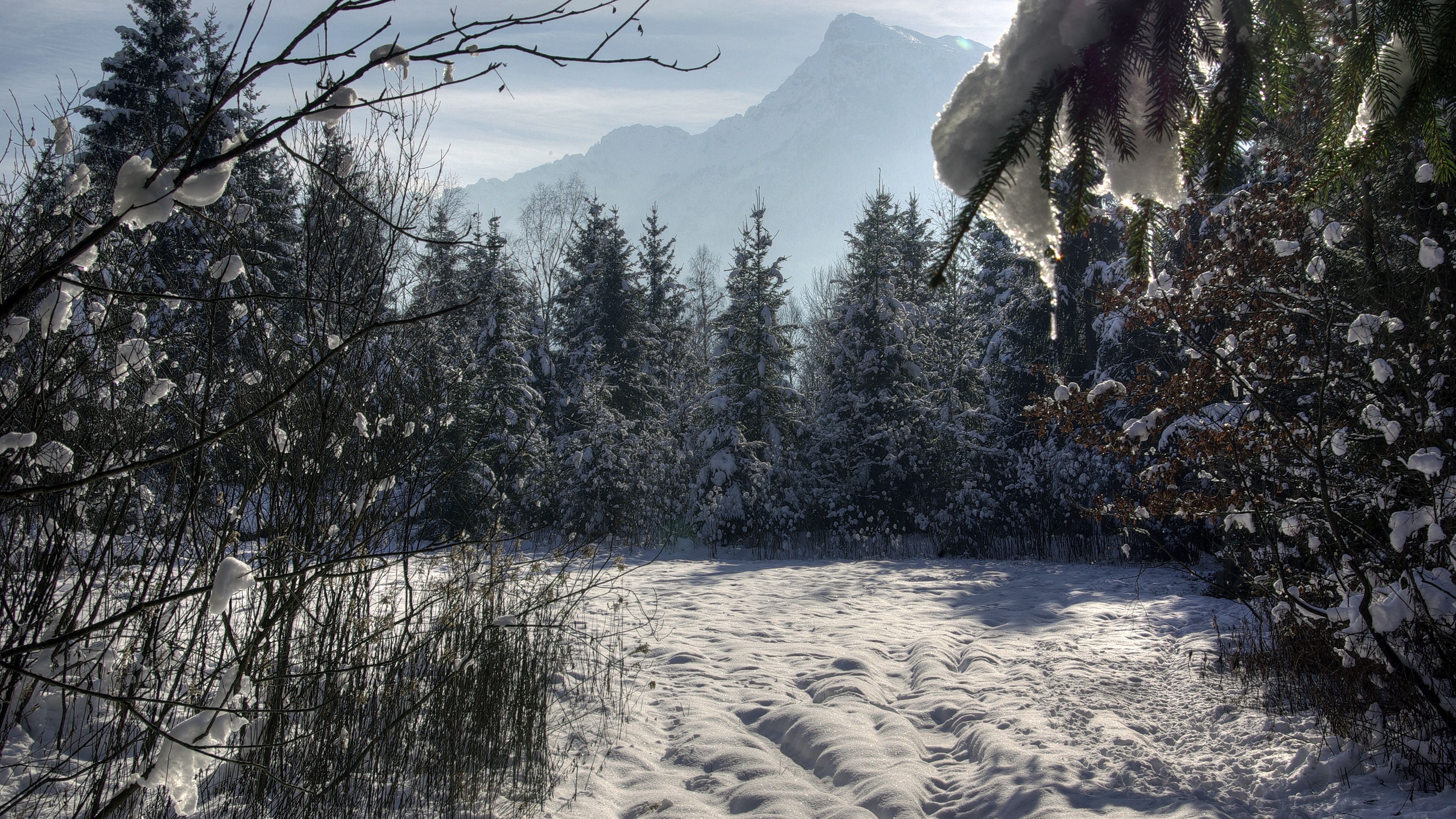 Wallpaper / winter, forest, trees, snow, 4k free download