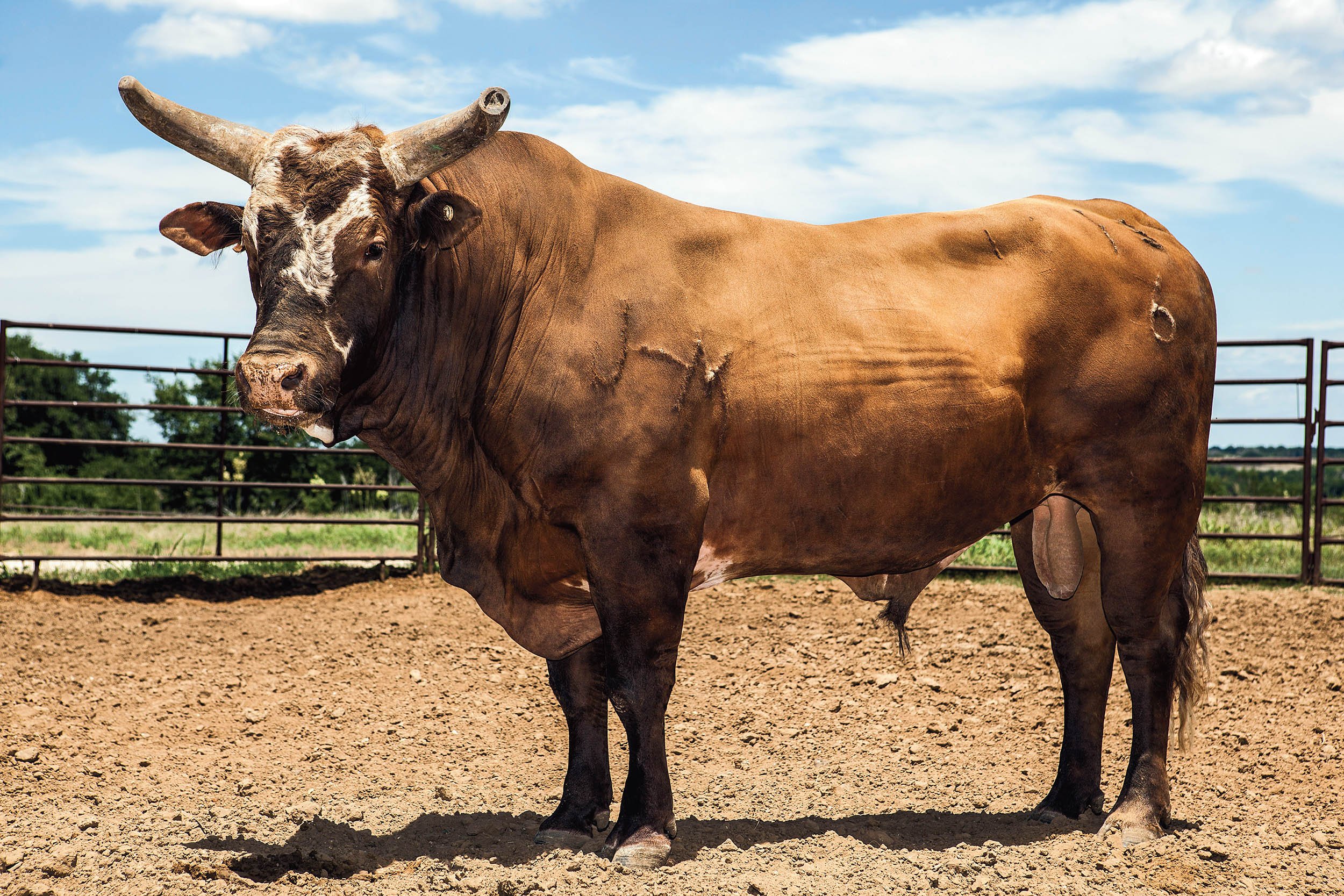 Bushwacker Is the Michael Jordan of Bulls