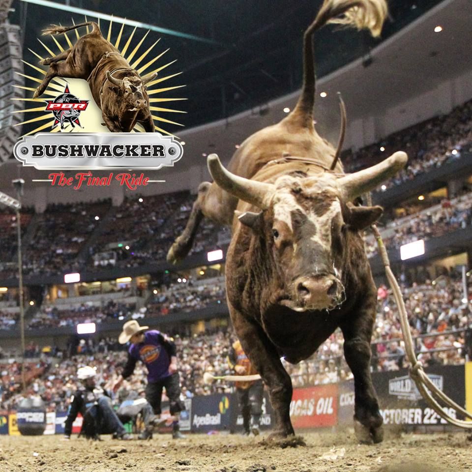 Bushwacker Final Tour 2014 2014 PBR Bucking Bull of the year. for the. Pbr bull riders, Bull riding, Pbr bull riding