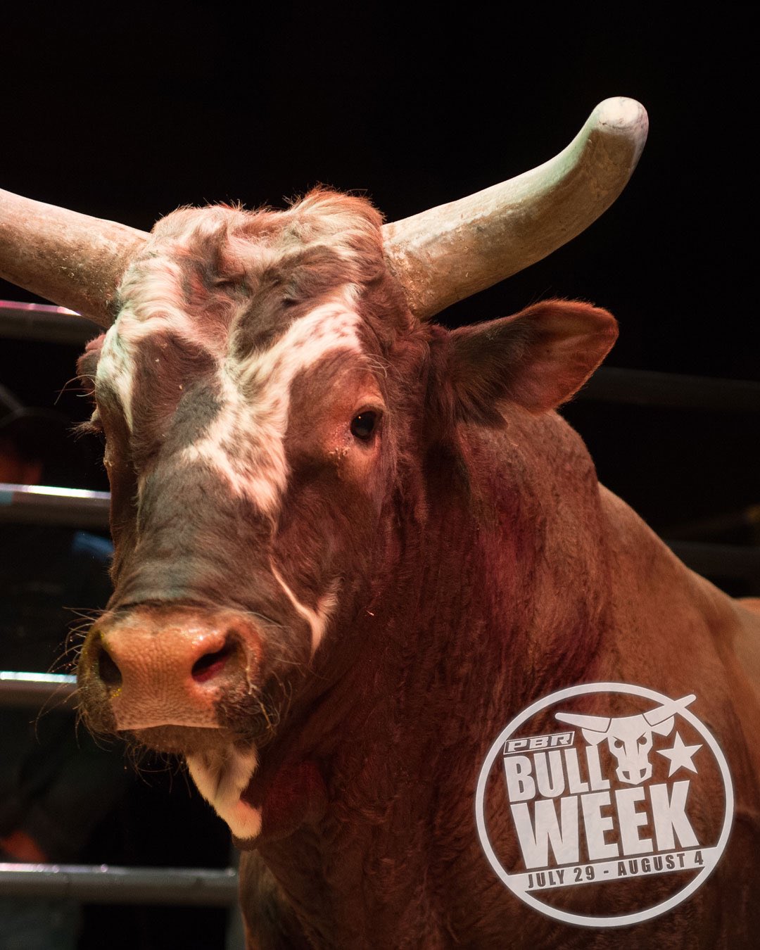 Sean Gleason Celebrate #BullWeek Over I'm Sharing My All Time Rank Pen Of The Greatest Bucking Bulls To Ever Grace The Dirt. I'll Start With Bushwacker