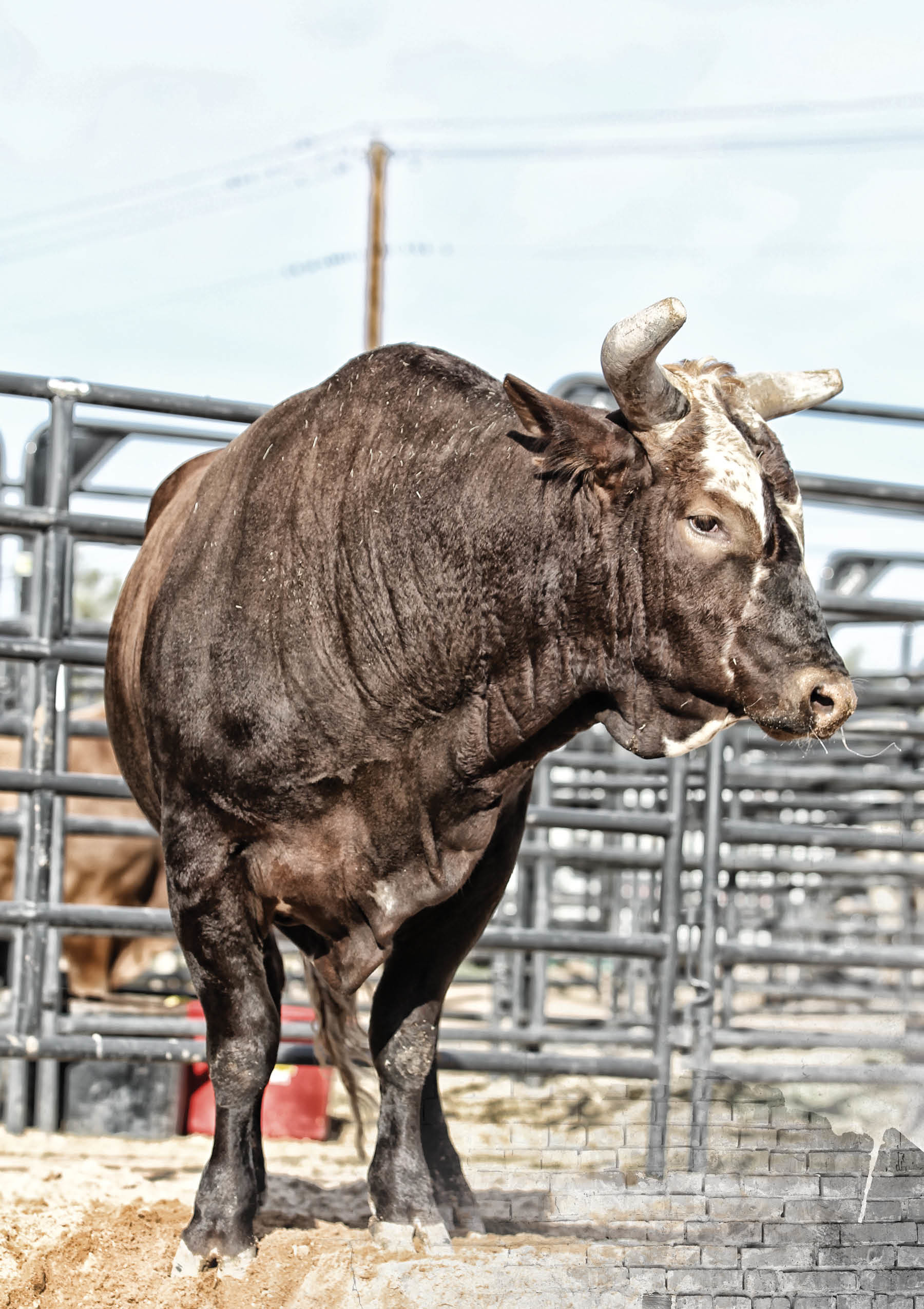Pbr Bull Riding Wallpaper