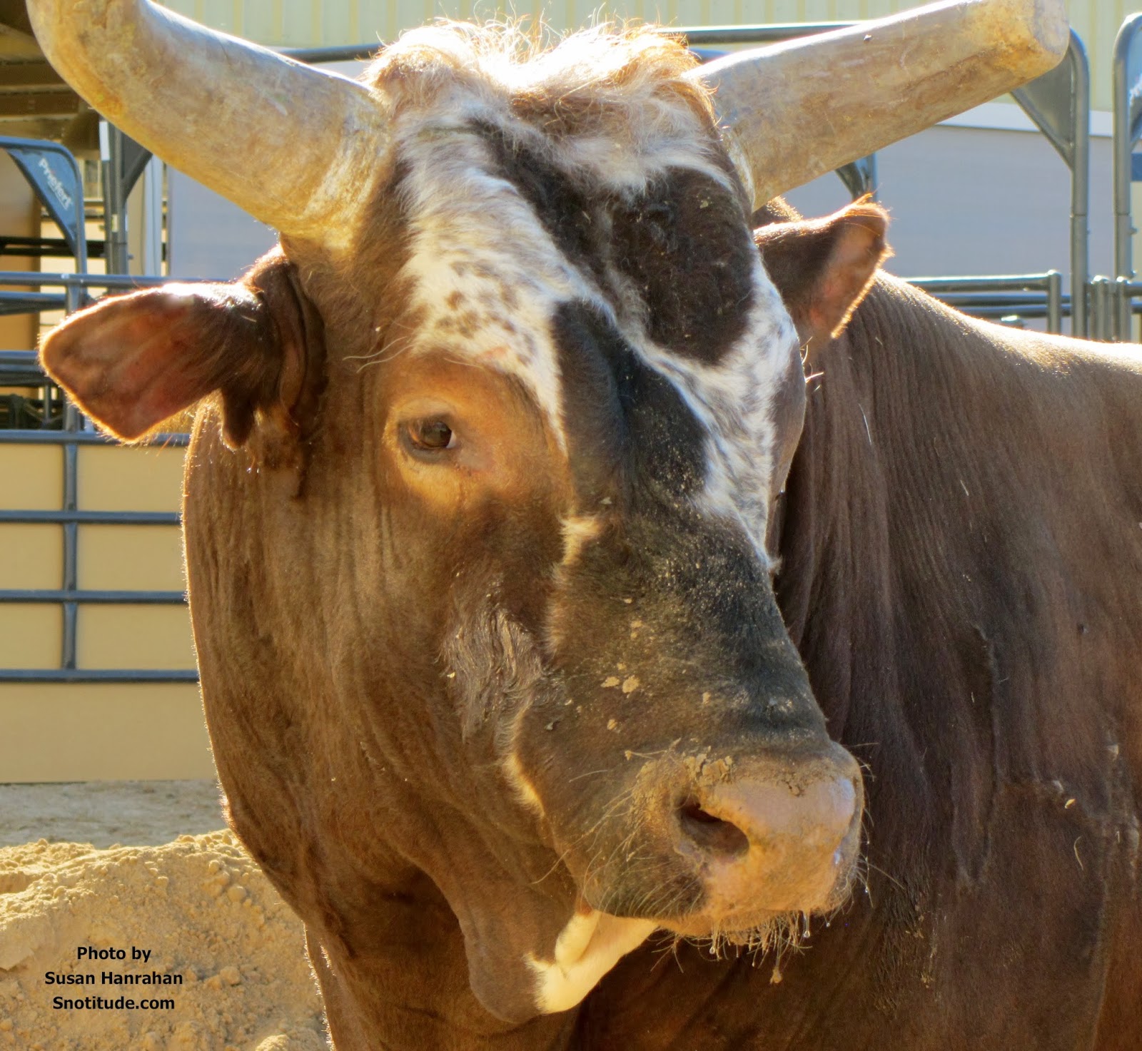 SNOTITUDE Bucking Bull Blog: January 2014