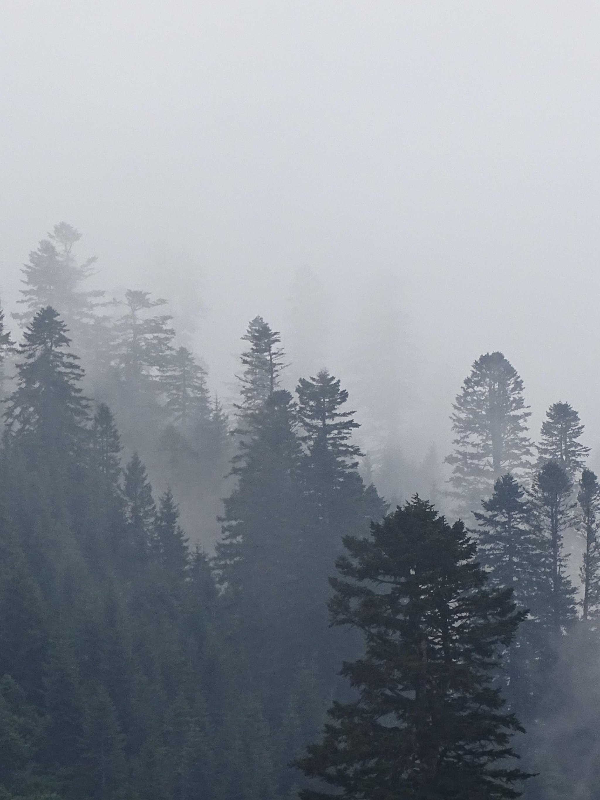 Foggy Trees in Forest Wallpaper, Android & Desktop Background