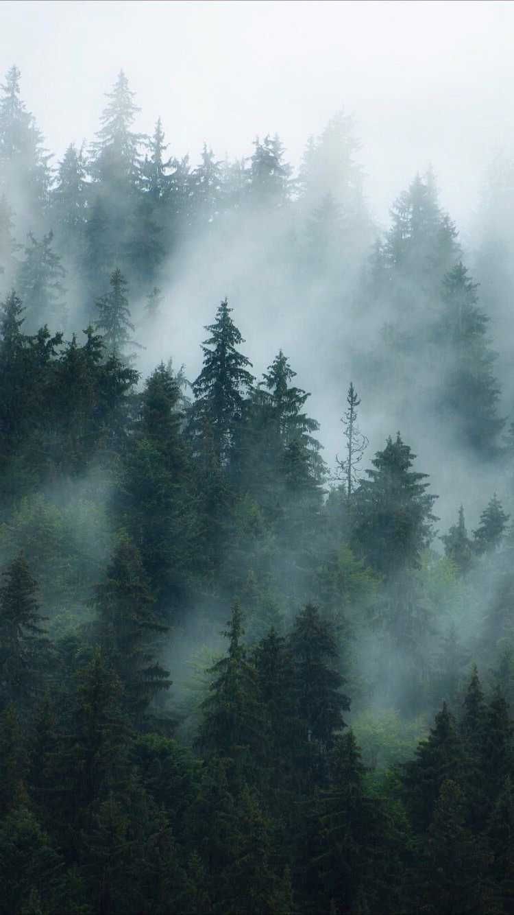 Foggy Forest Wallpaper. Foggy forest, Forest wallpaper iphone, Forest background