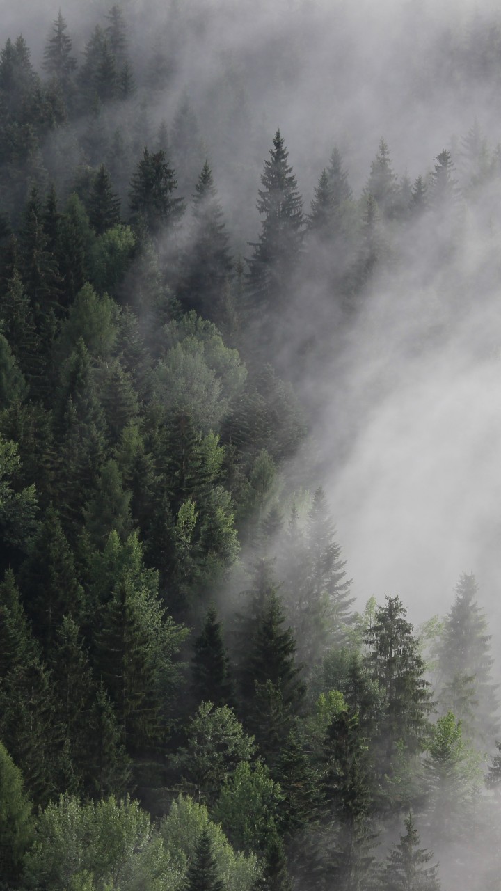 Wallpaper Austria, 4k, 5k wallpaper, 8k, forest, fog, mist, pines, OS