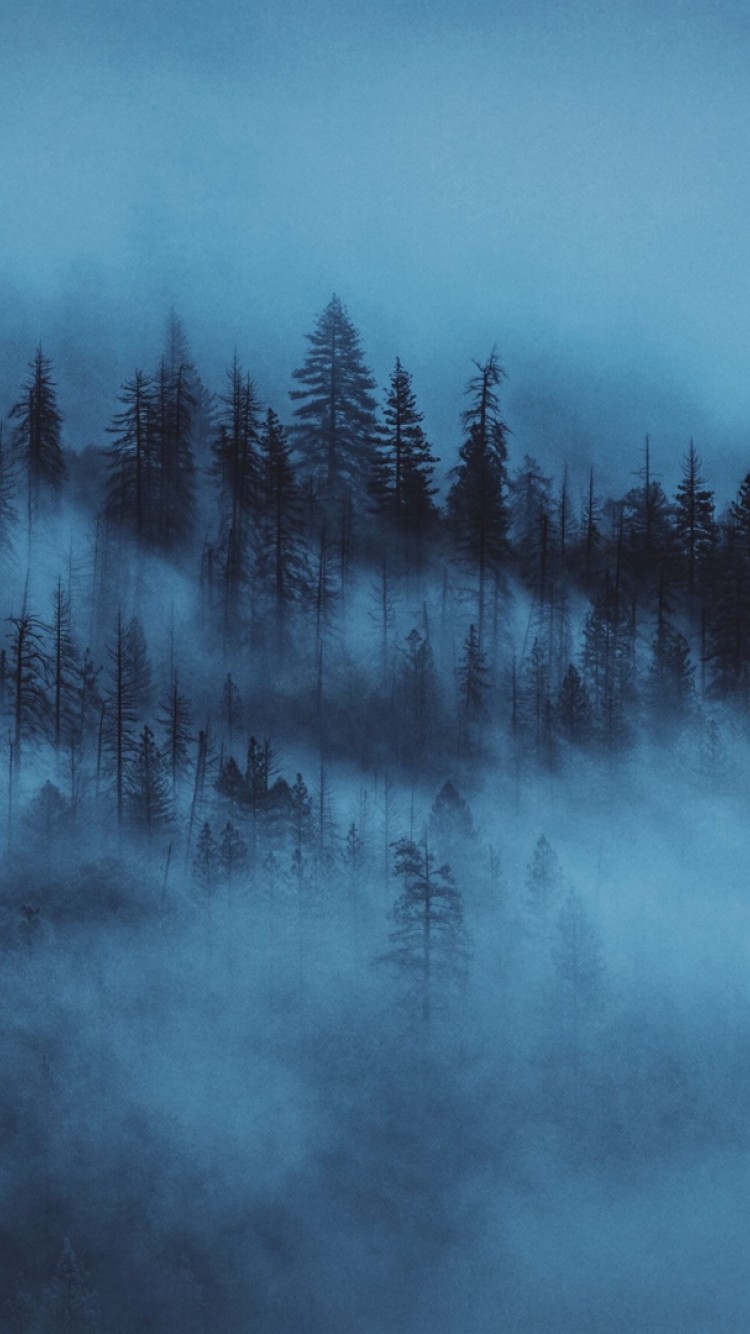 Night at a foggy forest HD Wallpaper iPhone 6 / 6S