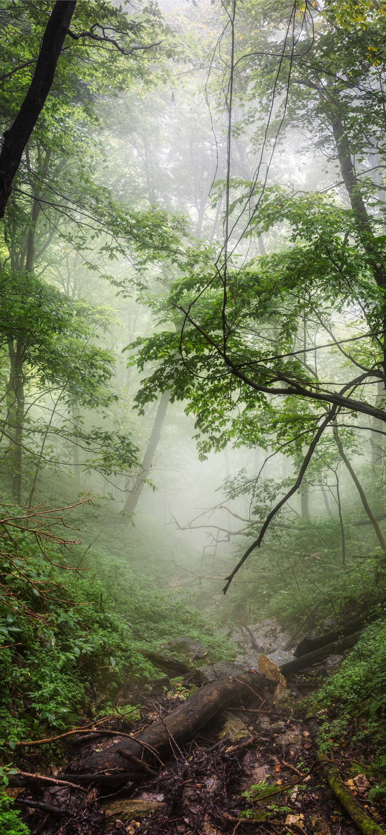 forest covered in fog iPhone Wallpaper Free Download