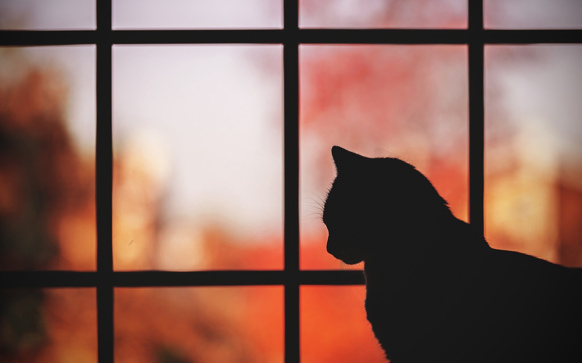 Wallpaper Cat, window, silhouette 1920x1200 HD Picture, Image