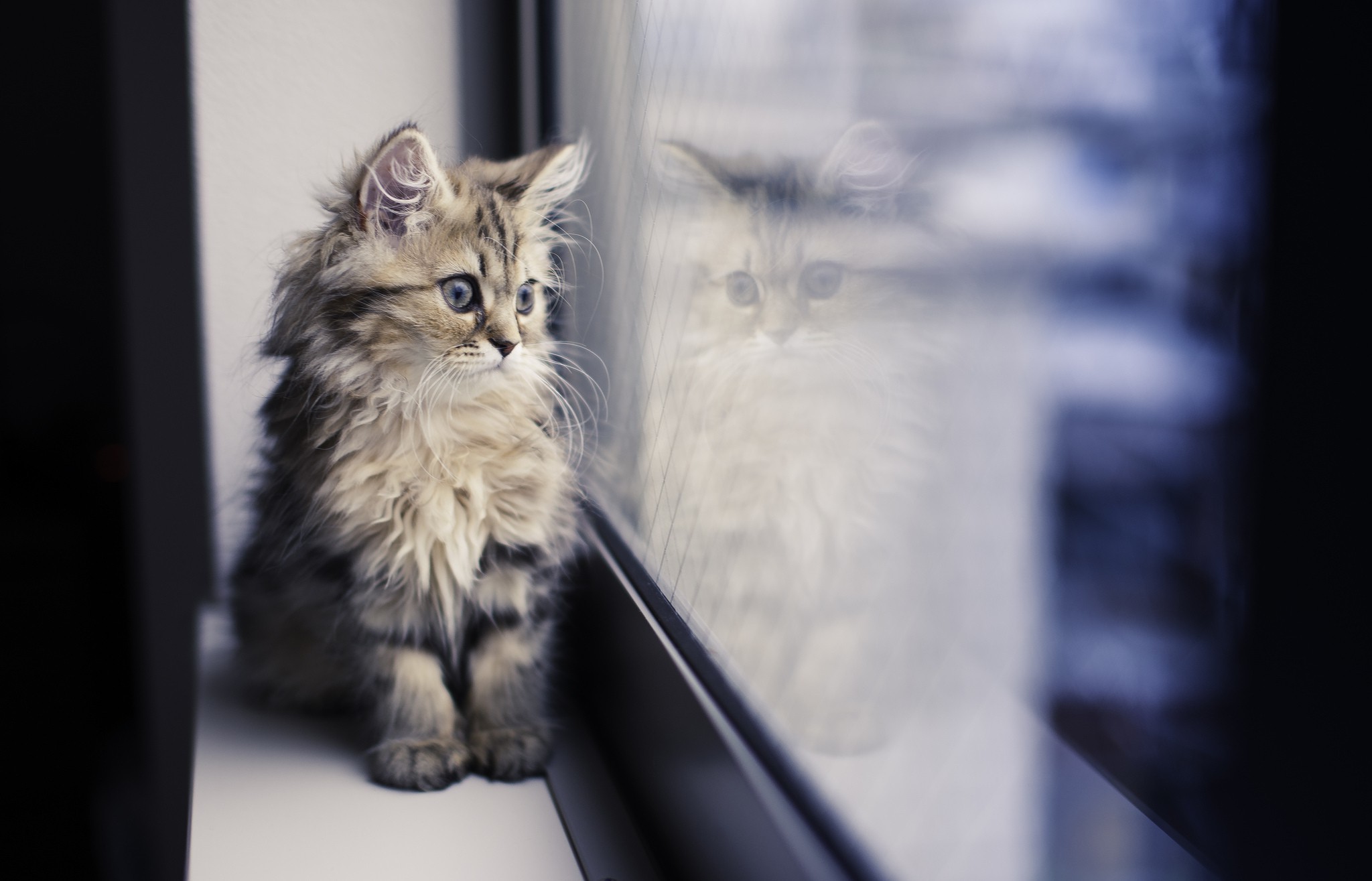 Wallpaper, window, reflection, whiskers, Maine Coon, paws, kitten, vertebrate, cat like mammal, small to medium sized cats, 2048x1315 px 2048x1315