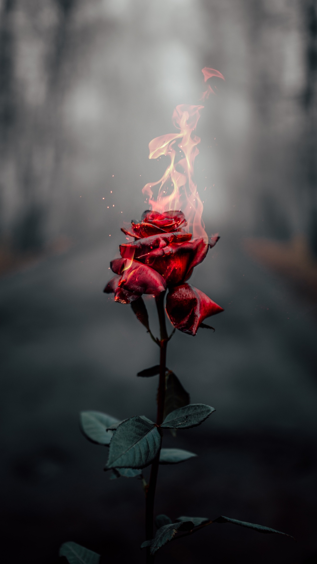 Rose flower Wallpaper 4K, Fire, Burning, Dark, Aesthetic