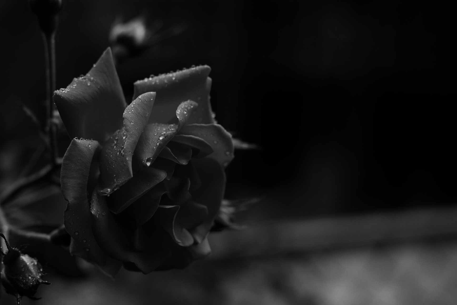 Aesthetic Black Rose Wallpaper Wallpaper HD