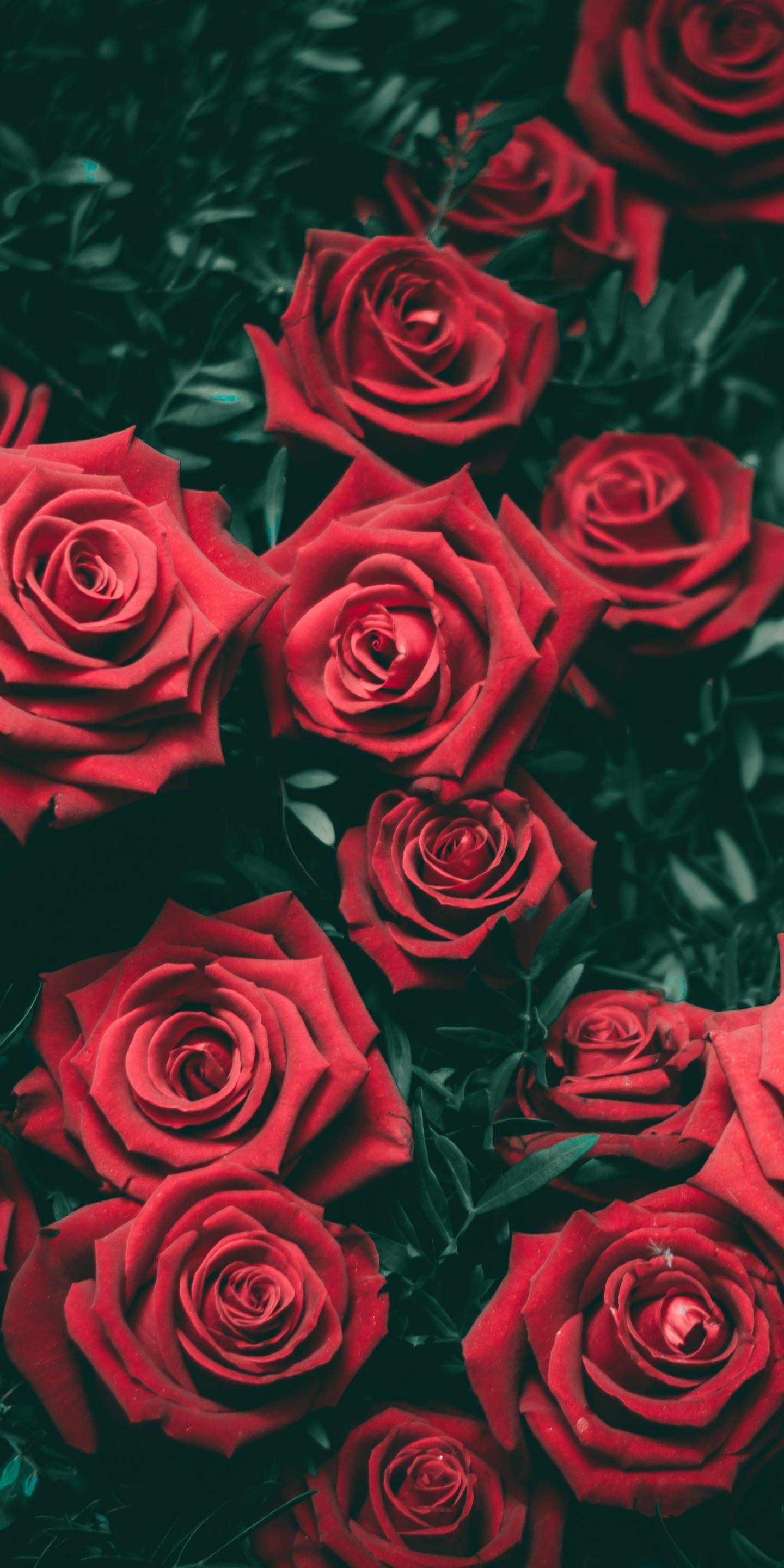 Free download Red Rose Aesthetic Wallpaper Top Free Red Rose Aesthetic [1440x2880] for your Desktop, Mobile & Tablet. Explore Red Roses Aesthetic Wallpaper. Red Roses Wallpaper, Red Roses Black