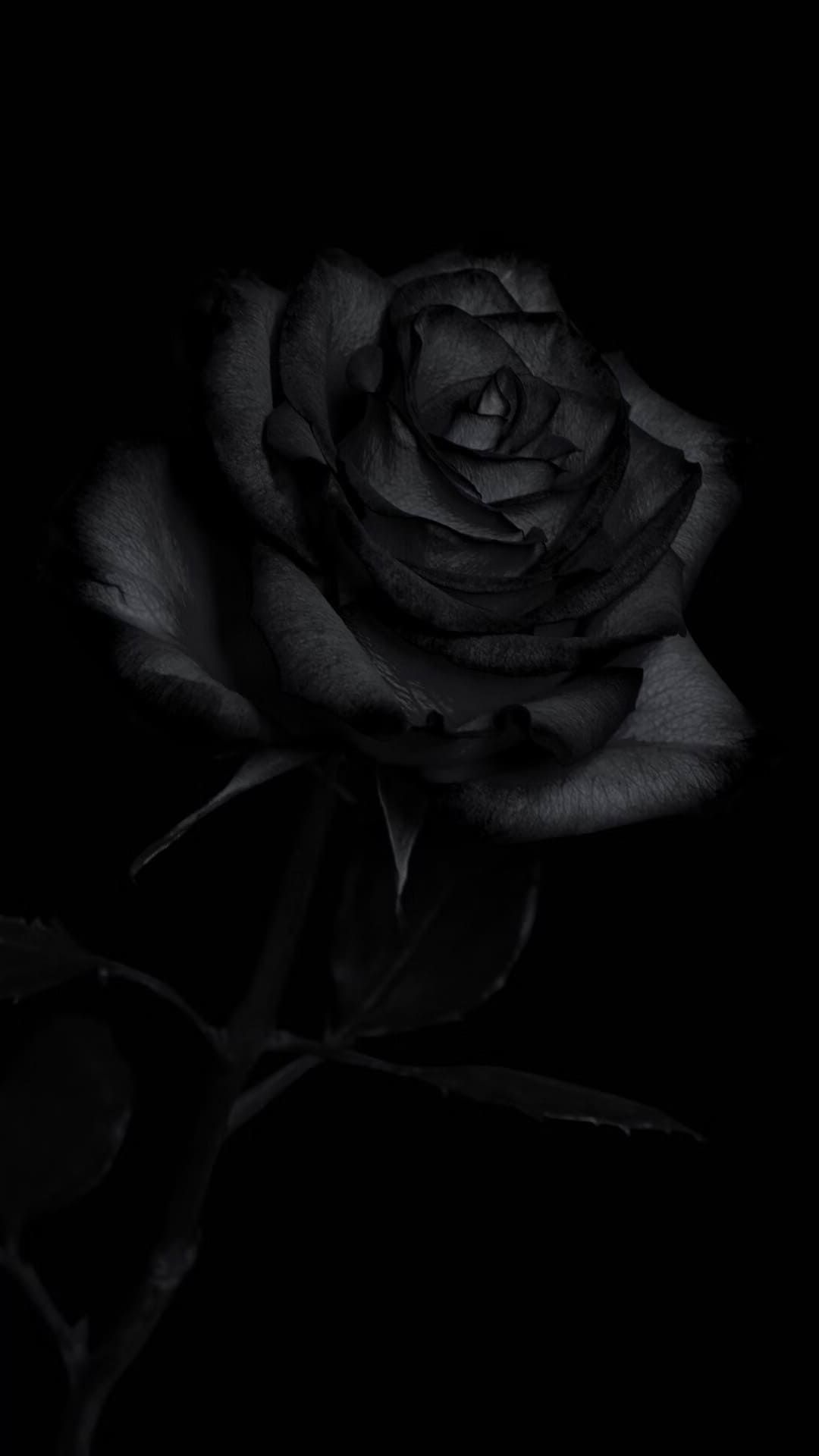 Black Rose Wallpaper Discover more Aesthetic, Beautiful, Black, Black Rose, Dark wallpaper. htt. Black roses wallpaper, Black flowers wallpaper, Black rose flower