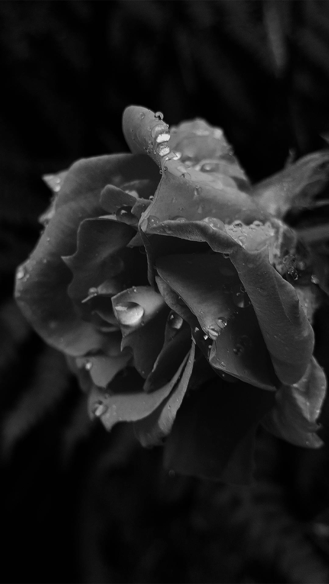 Download Single Black Aesthetic Rose Wallpaper