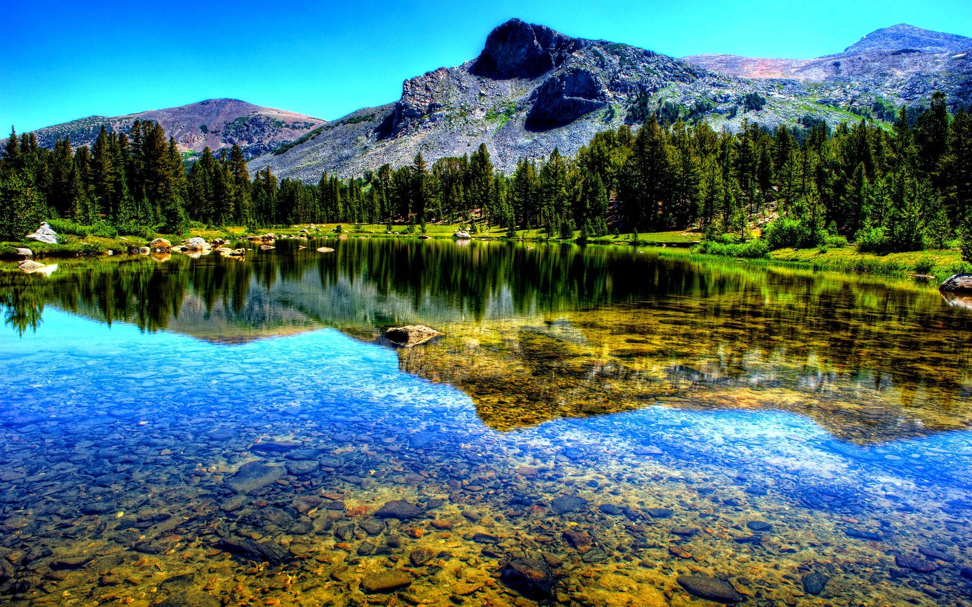 Download Forest Lake Tahoe Wallpaper