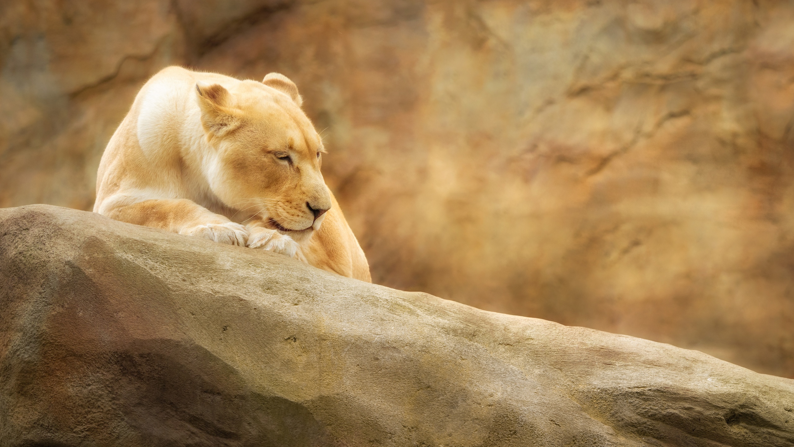 Lioness Wallpaper 4K, Paradise Wildlife Park