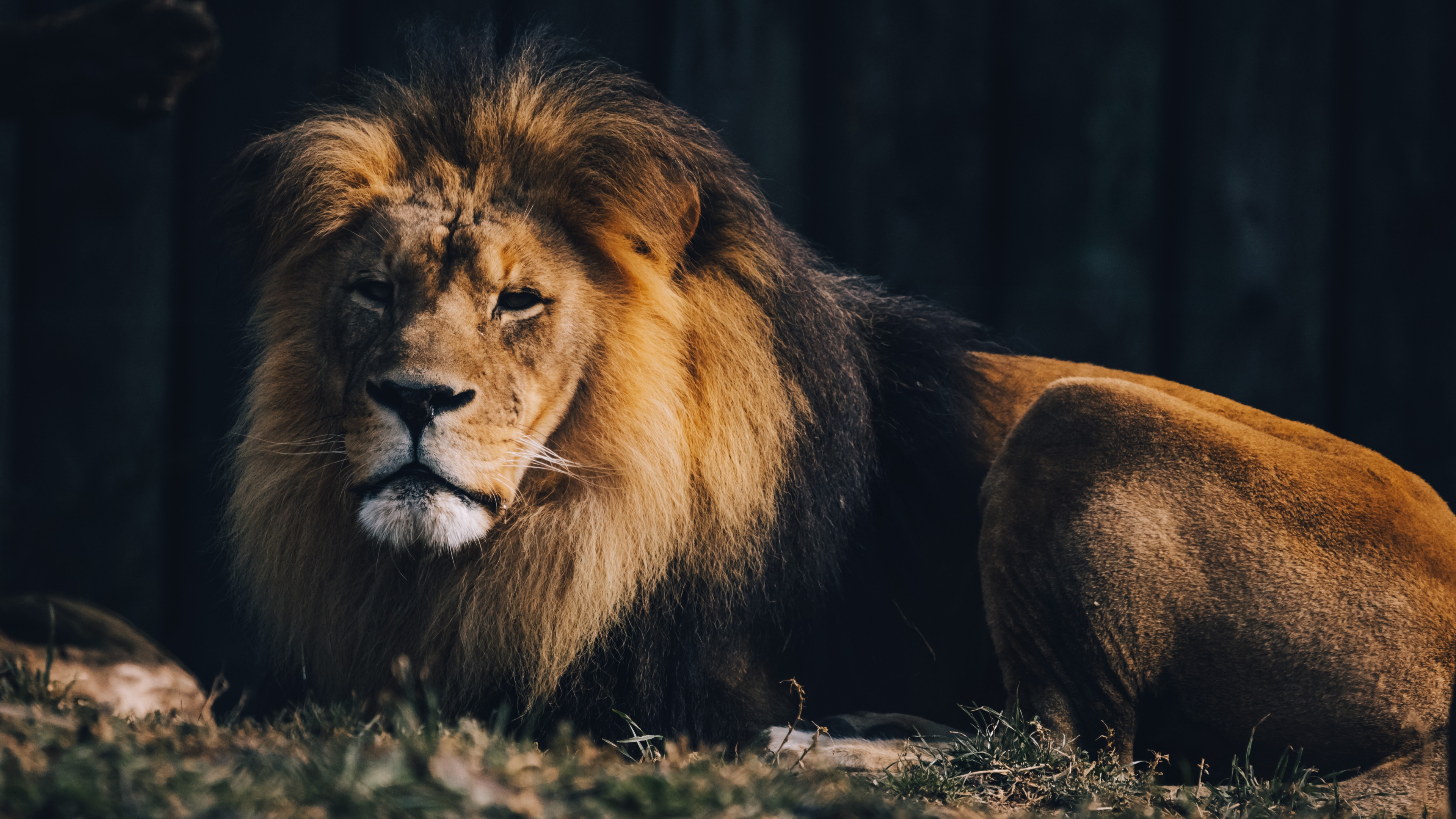 Lion Wallpaper 4K, Wildlife, Carnivore, Predator