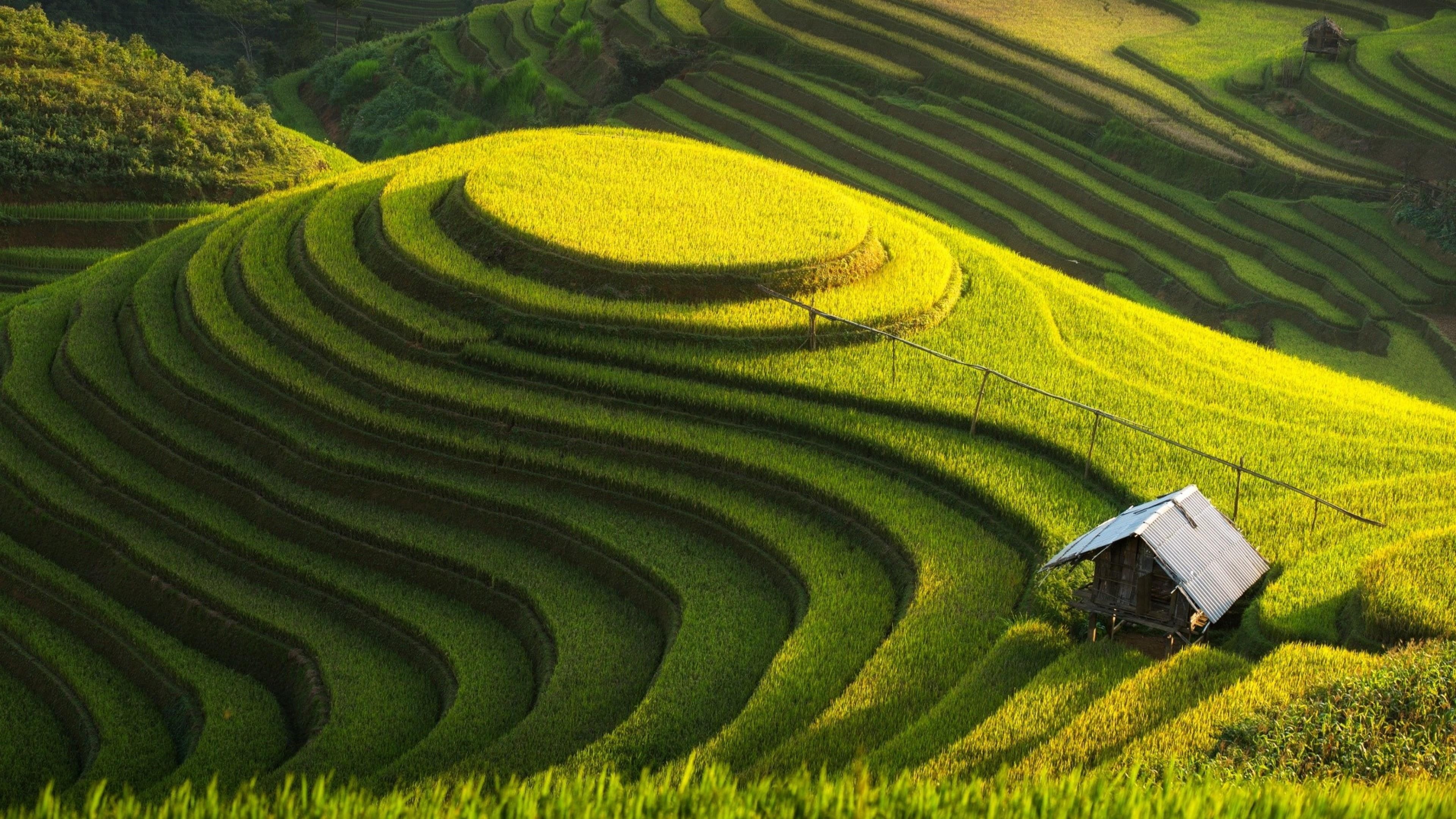 Wallpaper / 4K, rice fields, green farm, vietnam, house, yenbai, mu cang chai, terraced, cottage free download