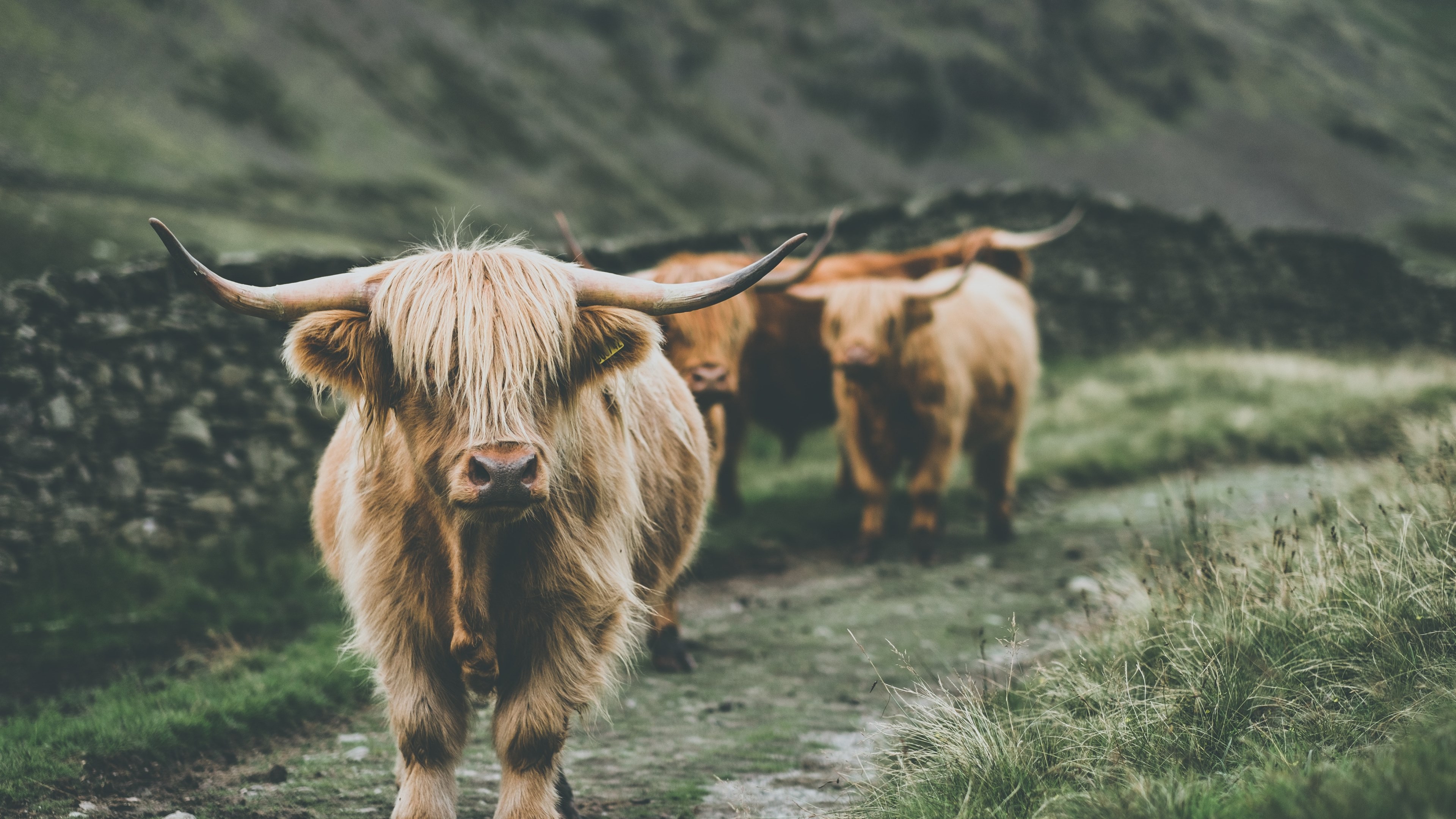 Wallpaper / highland cows 4k wallpaper free download