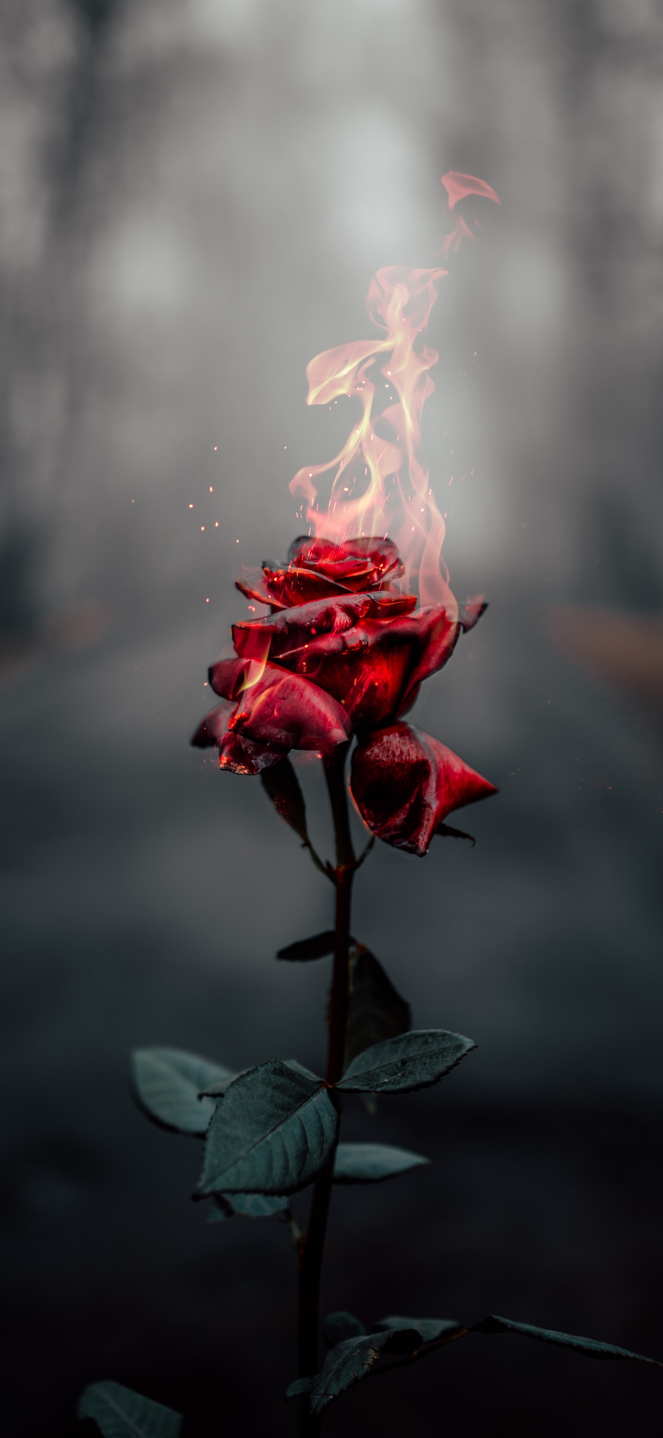 Rose flower Wallpaper 4K, Fire, Burning, Dark, Aesthetic