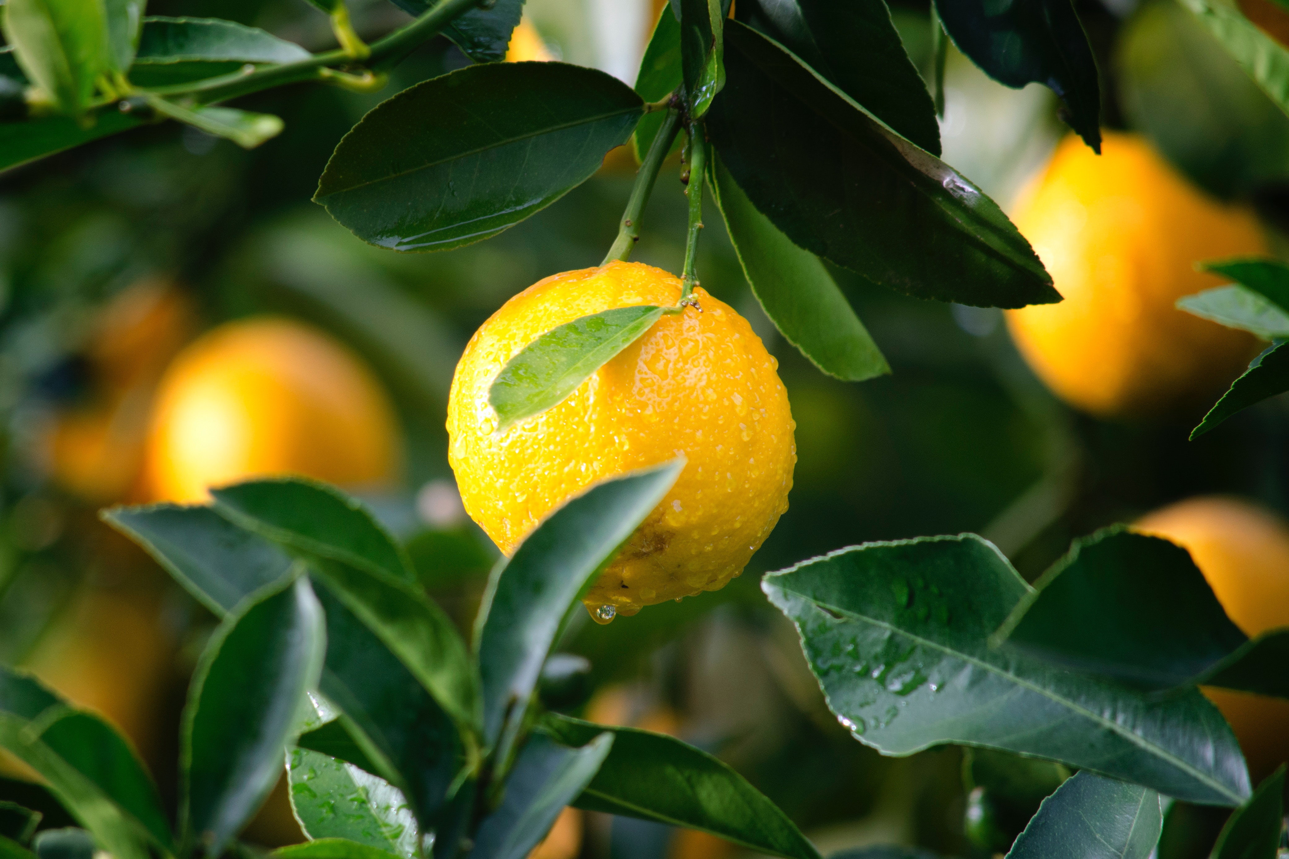 Lemon Photo, Download The BEST Free Lemon & HD Image