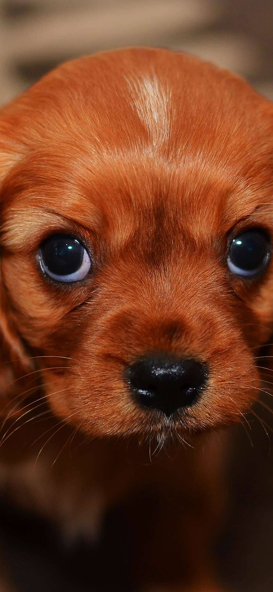 iPhoneXpapers puppy wallpaper