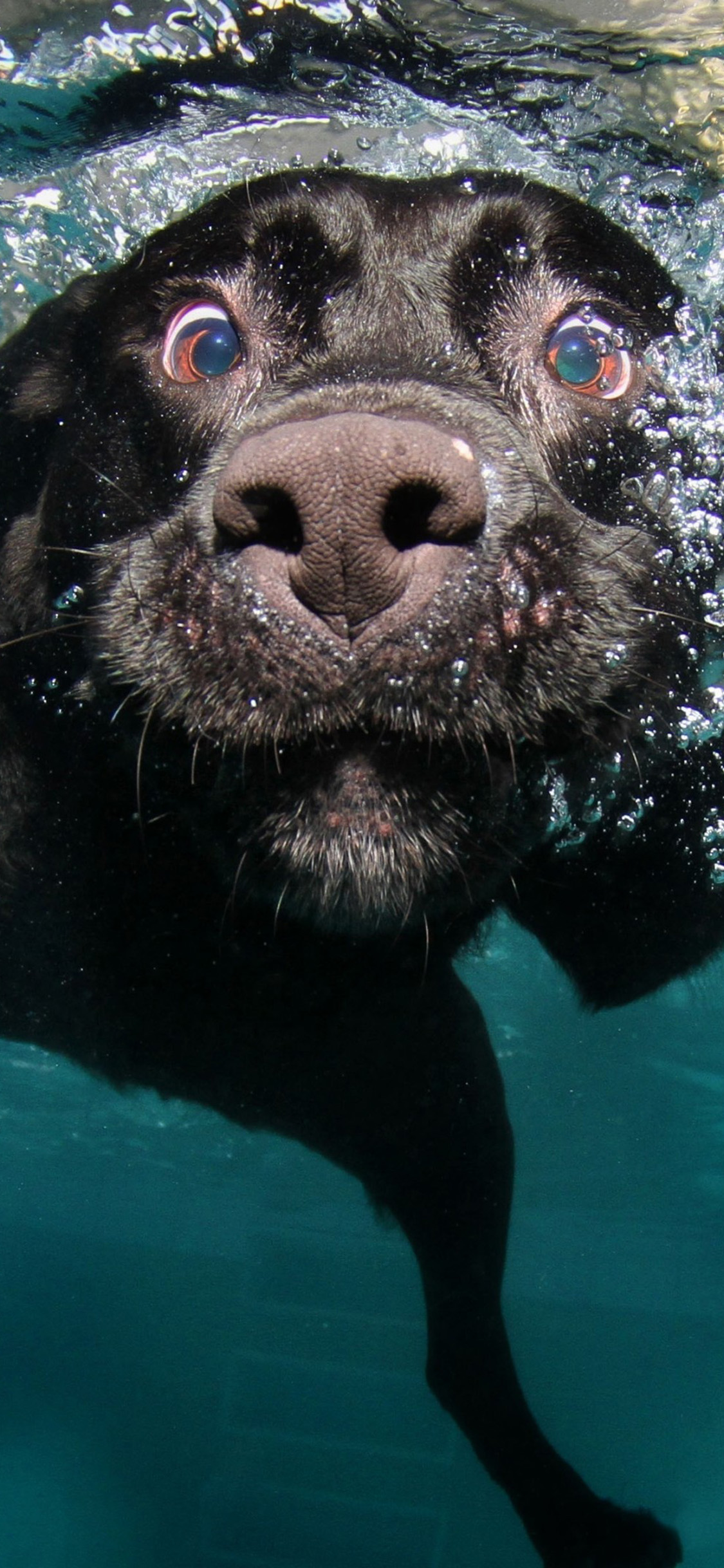 4K Cute Dog Wallpaper