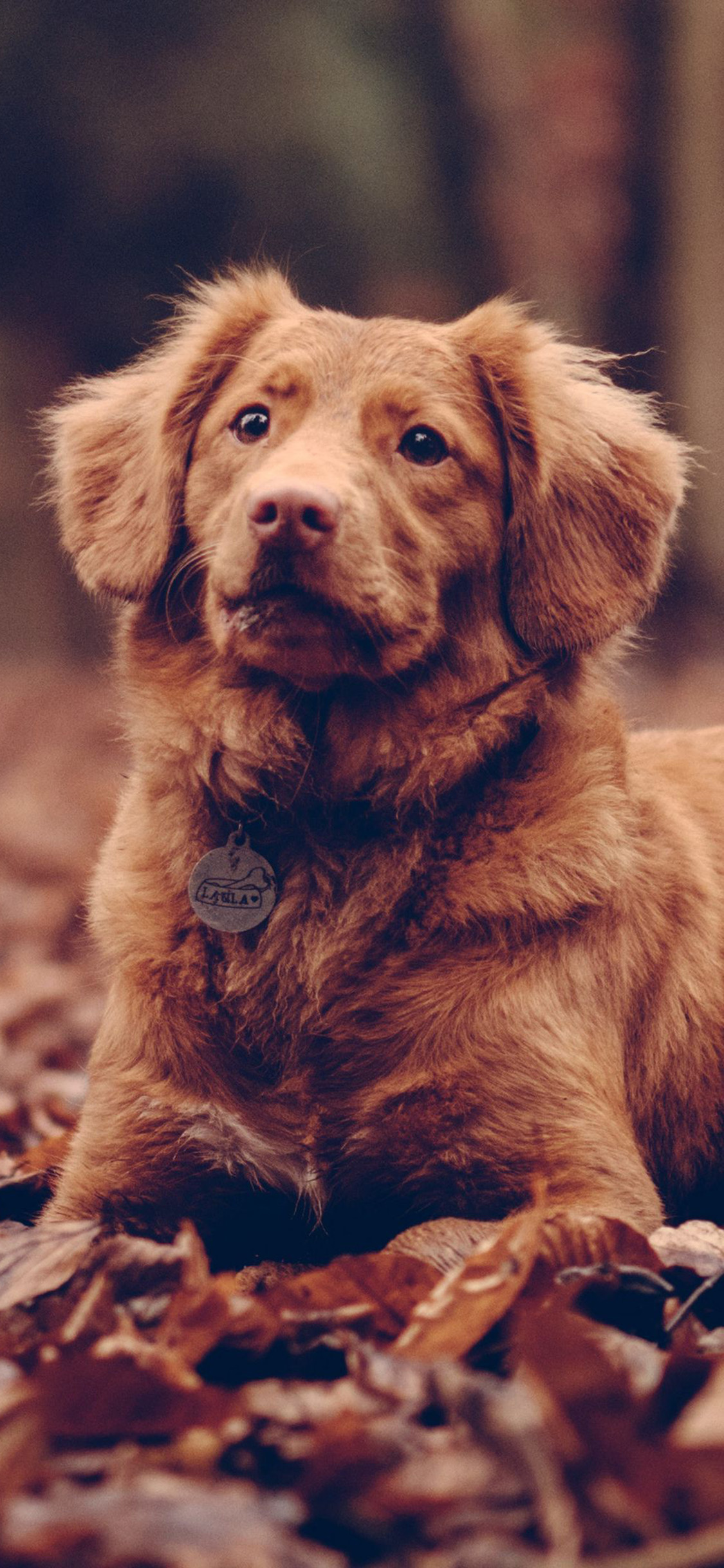 4K Cute Dog Wallpaper