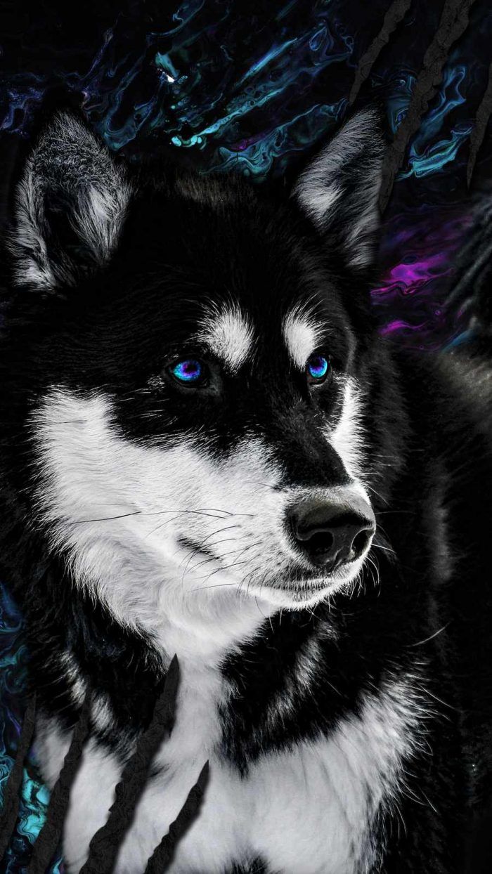 Glowing Dream Wallpaper, iPhone Wallpaper. Dog wallpaper iphone, Husky dogs, Wolf wallpaper