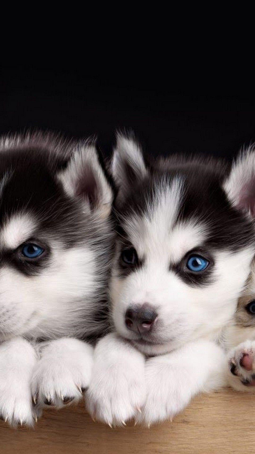 Husky Puppies iPhone Wallpaper