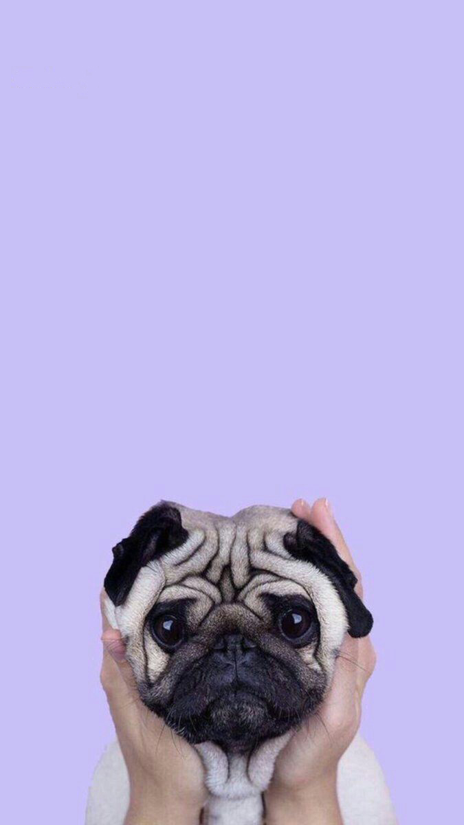 Cute Puppy Pug IPhone Wallpaper Wallpaper, IPhone Wallpaper