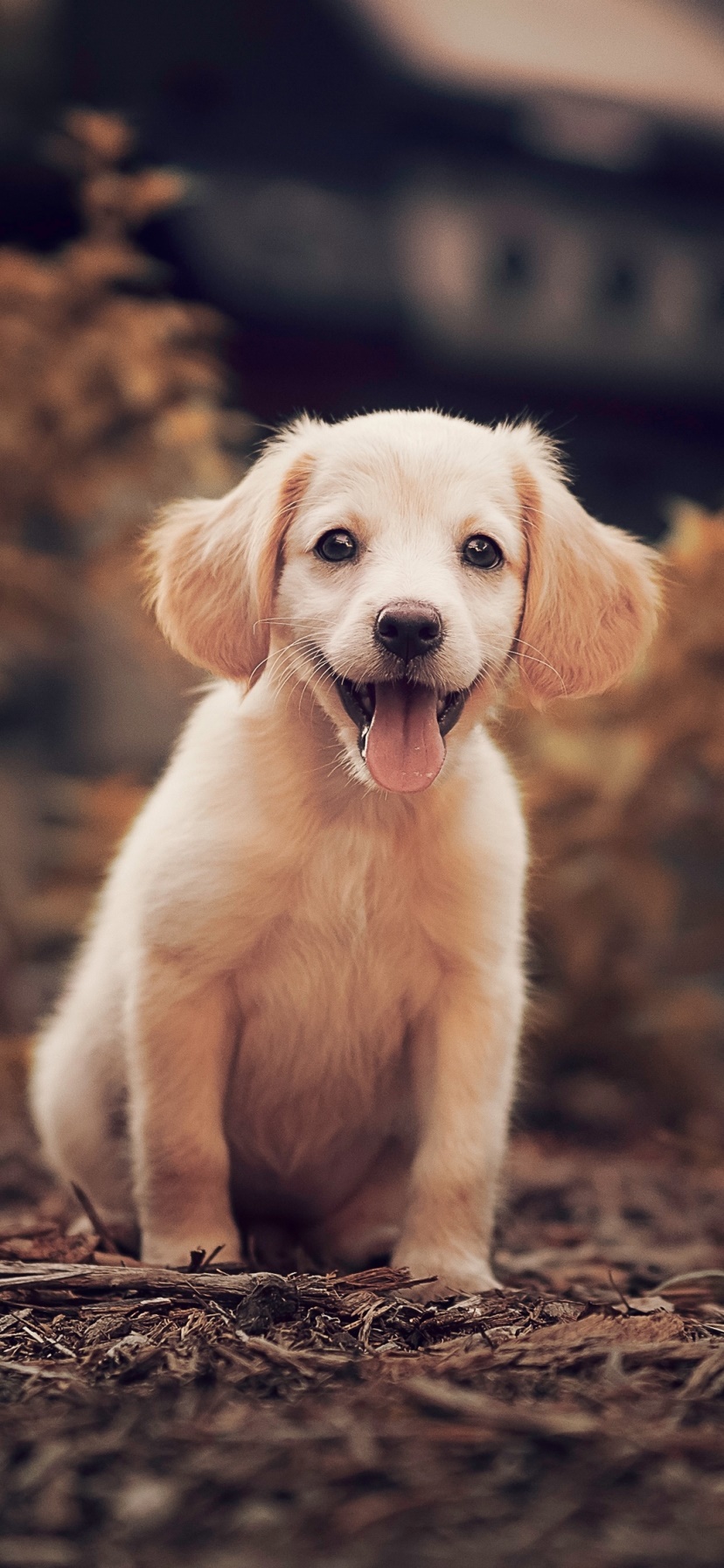 Wallpaper / Animal Puppy Phone Wallpaper, Baby Animal, Dog, Golden Retriever, 828x1792 free download