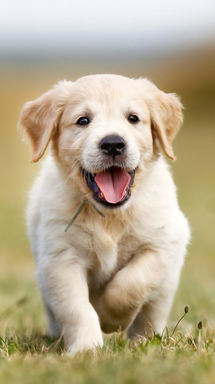 iPhone wallpaper. Puppies, Cute dog wallpaper, Cute puppy picture