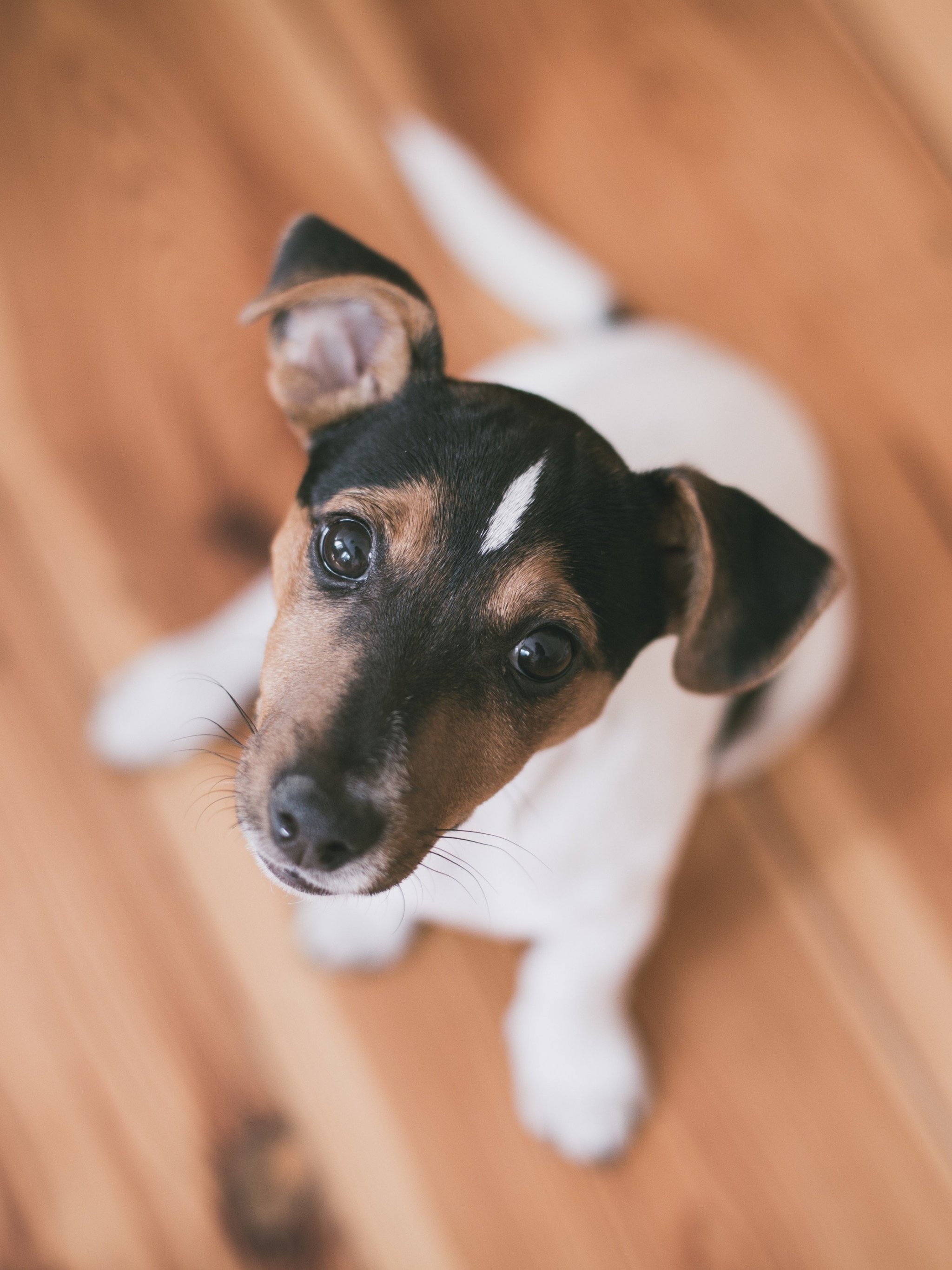 Terrier Puppy Wallpaper, Android & Desktop Background