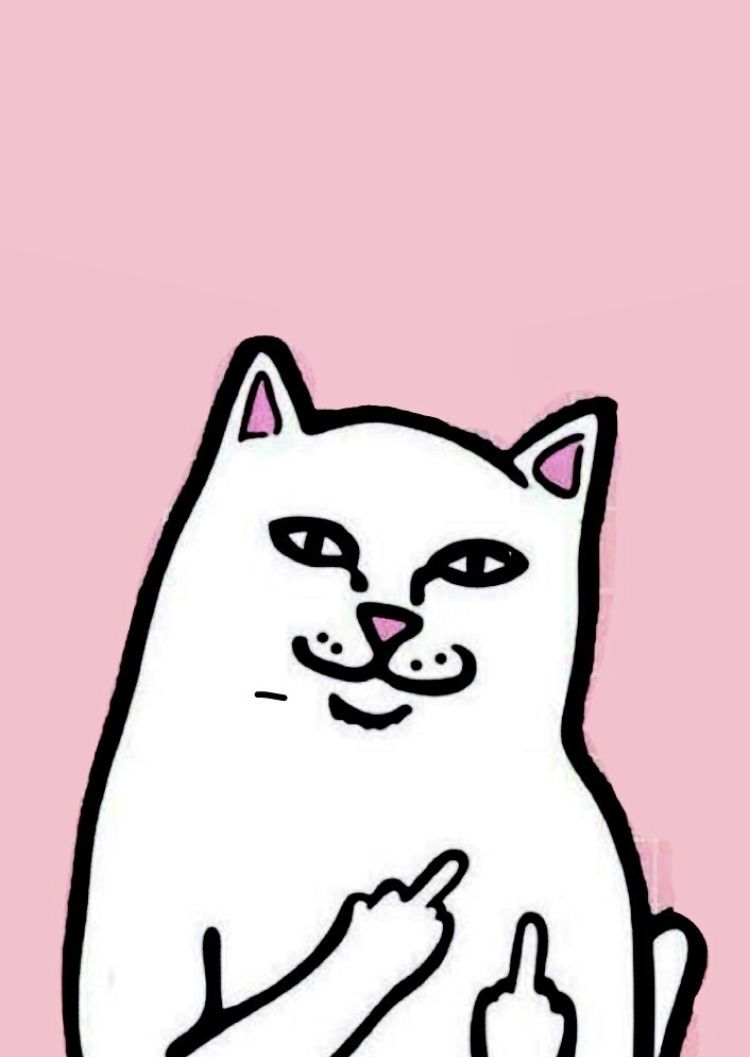 flipping off cat. Mini canvas art, Cartoon wallpaper iphone, Funny wallpaper