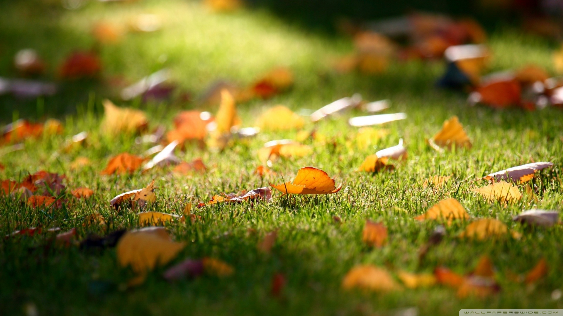 Free download Early Fall Wallpaper 1920x1080 Early Fall [1920x1080] for your Desktop, Mobile & Tablet. Explore 1920x1080 Fall Wallpaper. Fall Background, Wallpaper Fall, Wallpaper Fall