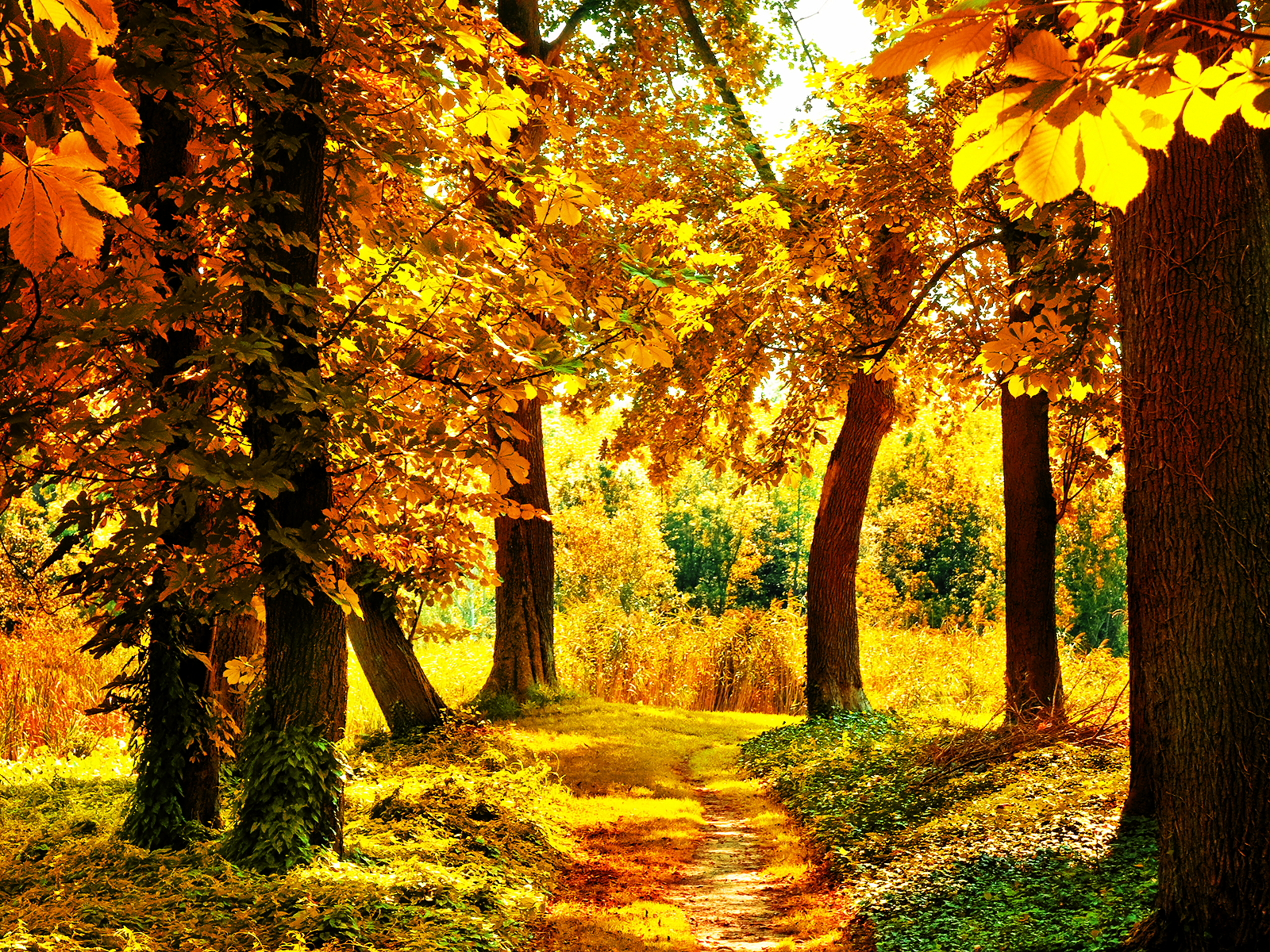 Free download Early Fall Wallpaper [1600x1200] for your Desktop, Mobile & Tablet. Explore Free Early Fall Desktop Wallpaper. Fall Free Wallpaper, Free Fall Background, Free Fall Wallpaper