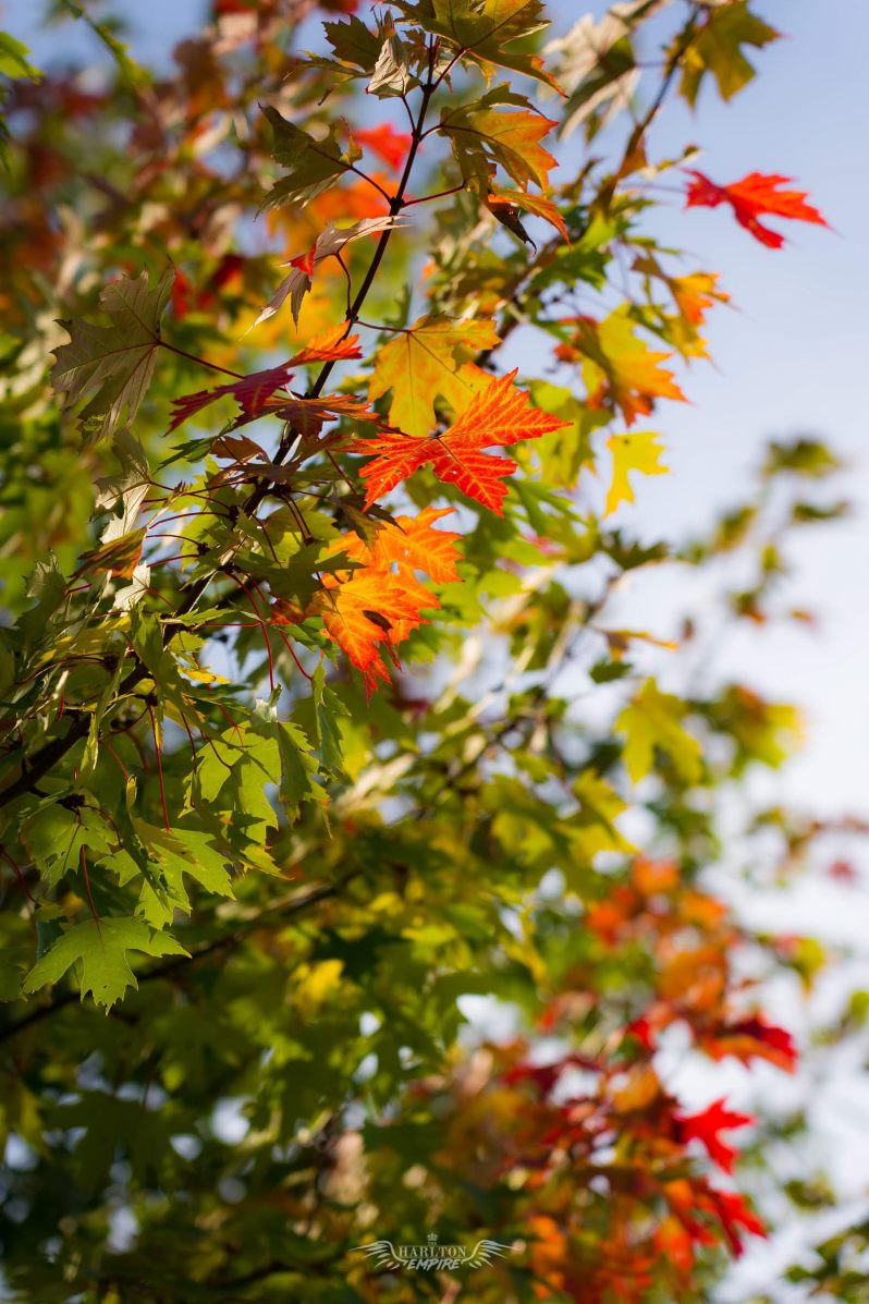 Free Fall Themed Mobile Wallpaper