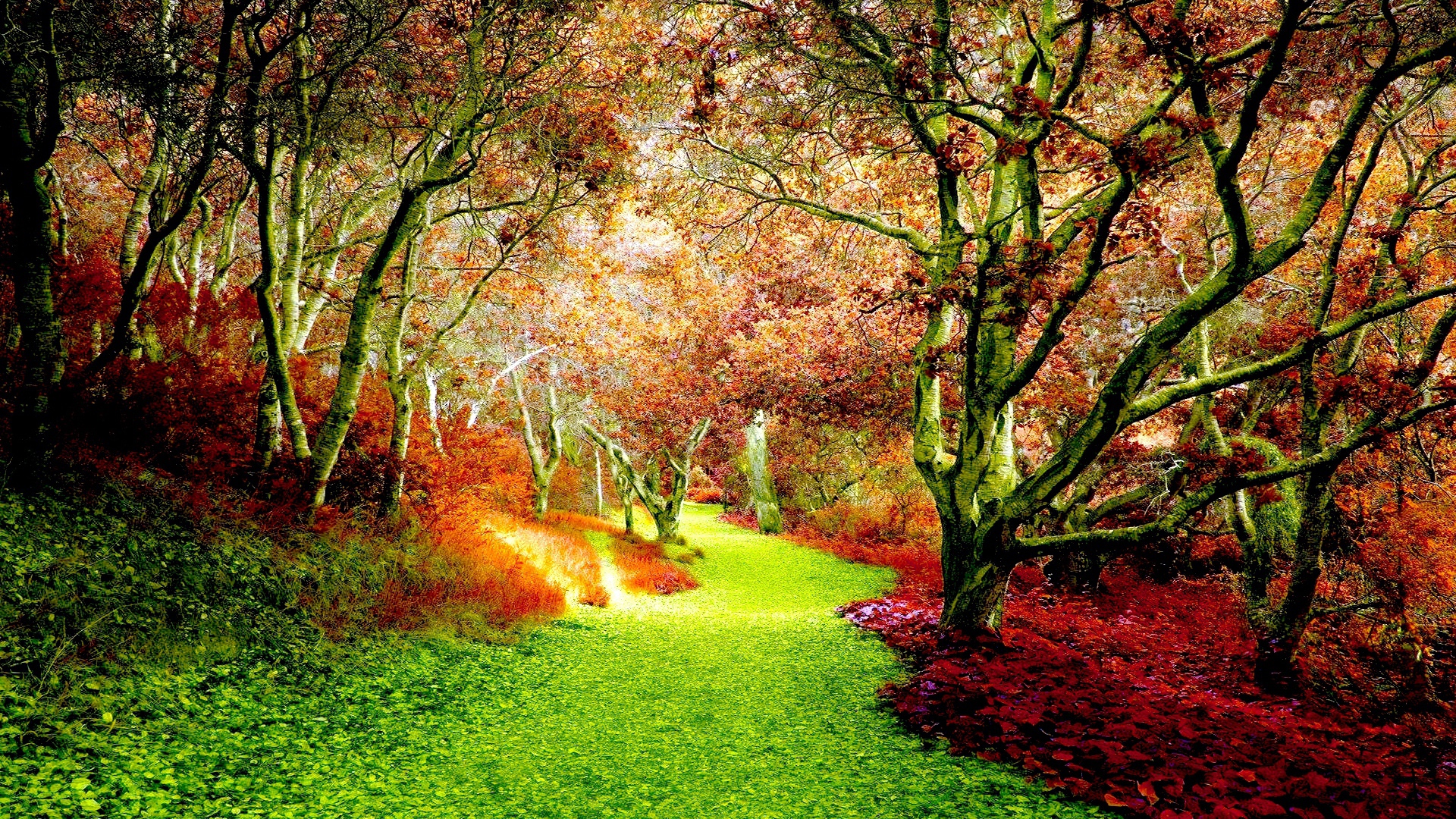 Early autumn in the forest Desktop wallpaper 1920x1080