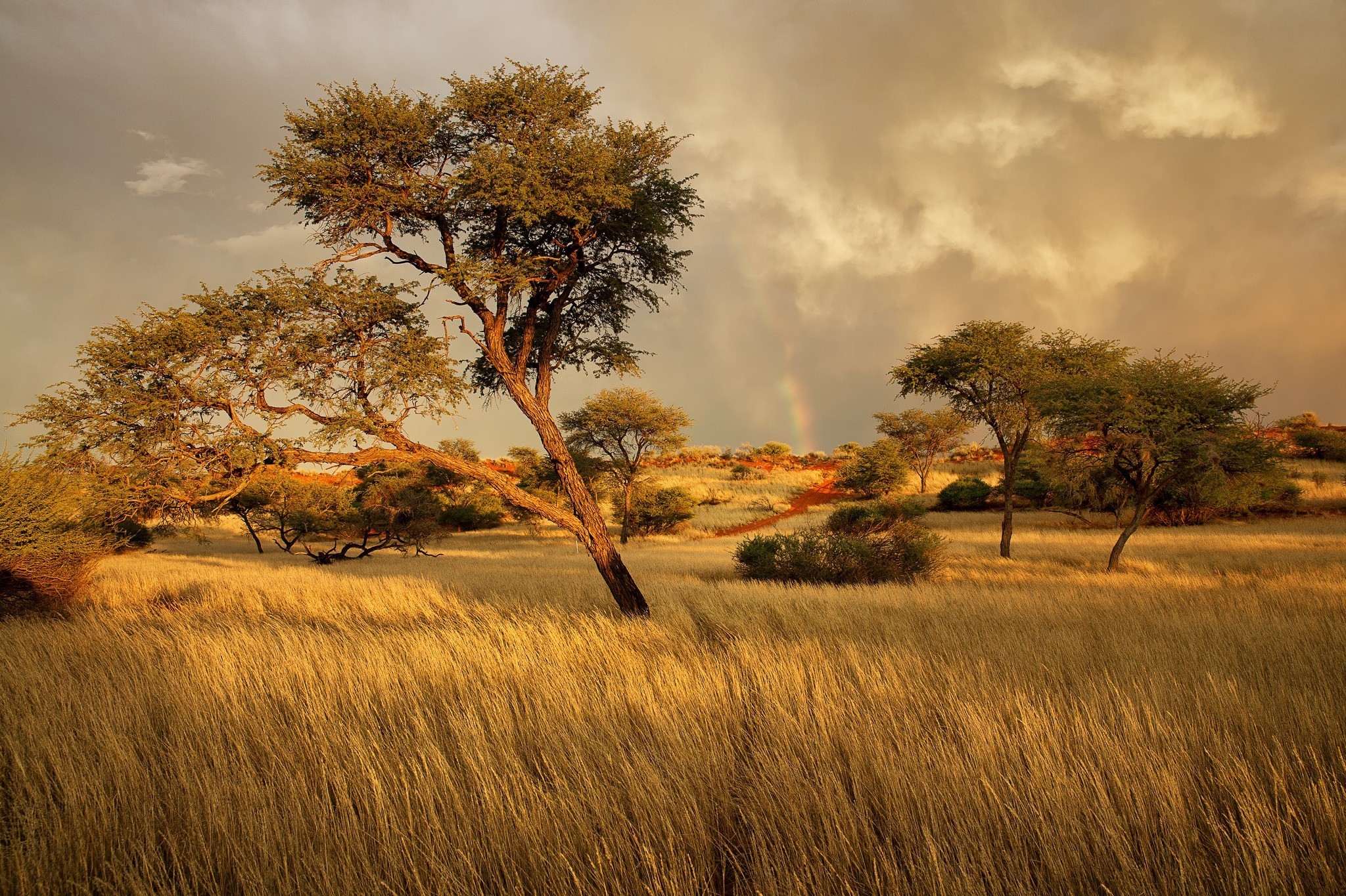 landscape africa trees Gallery HD Wallpaper