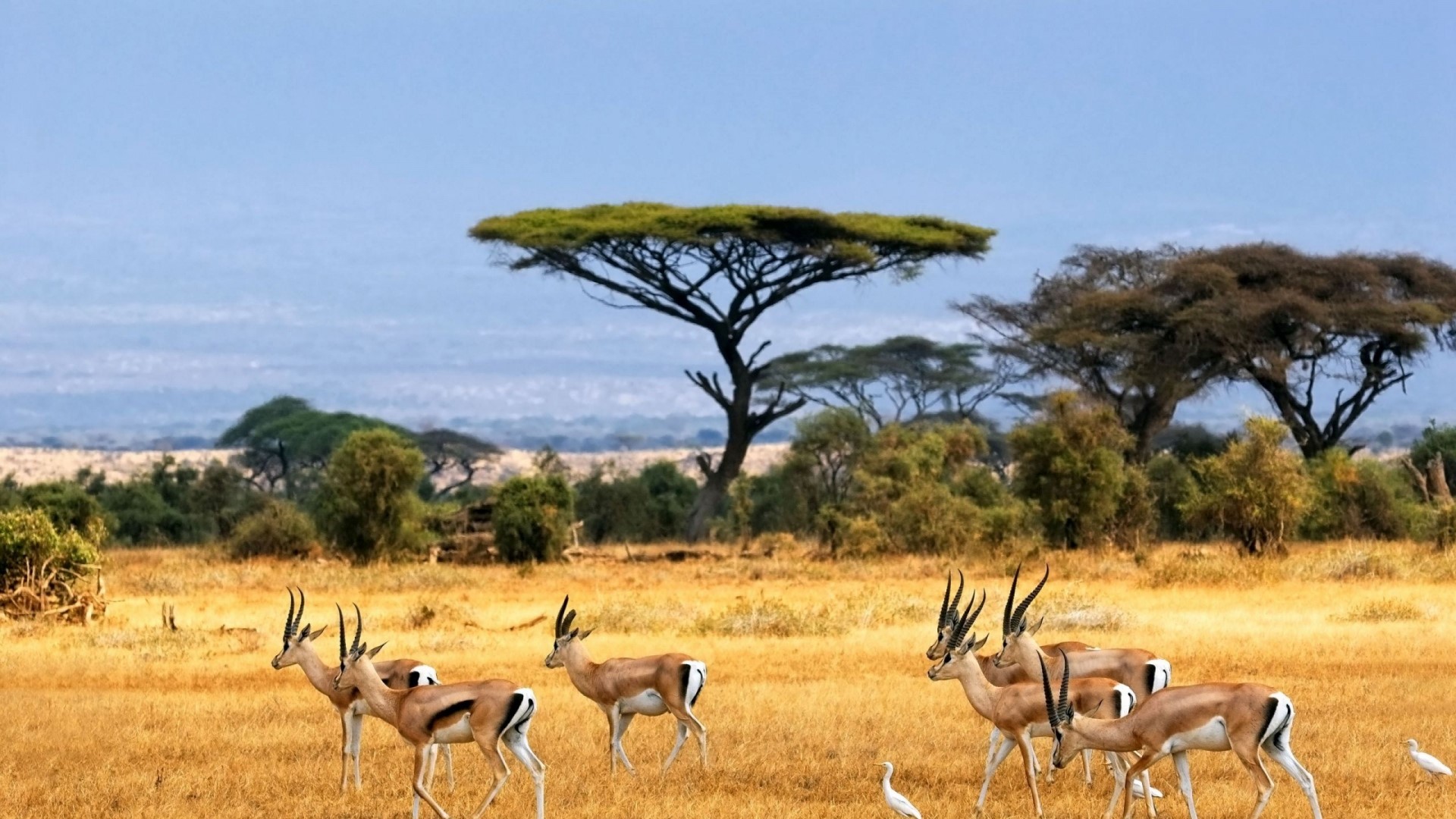 HD African Landscape of African Animals Gallery HD Wallpaper