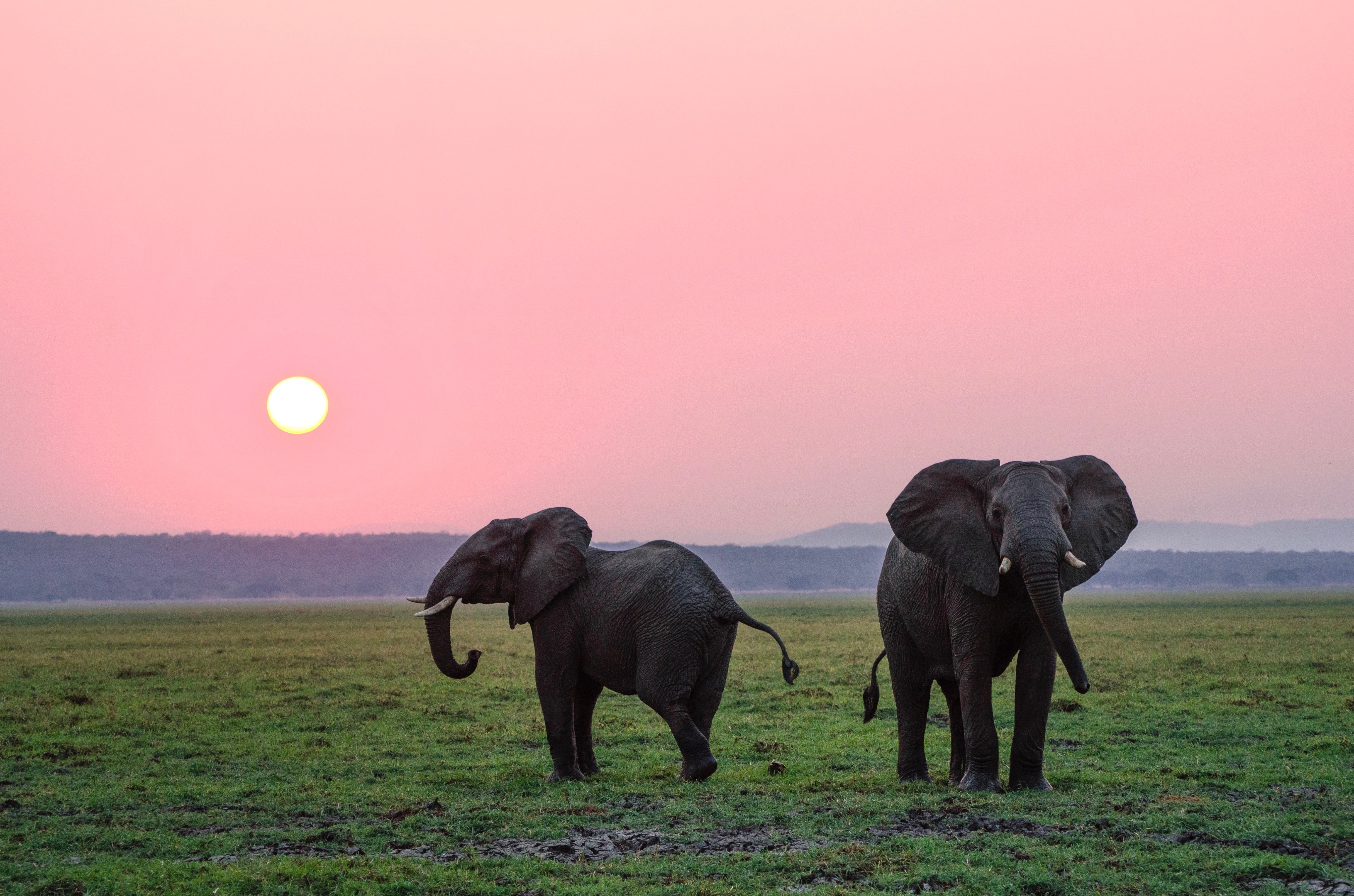 Wallpaper / elephant, Sun, Africa, grass, green, nature, landscape free download