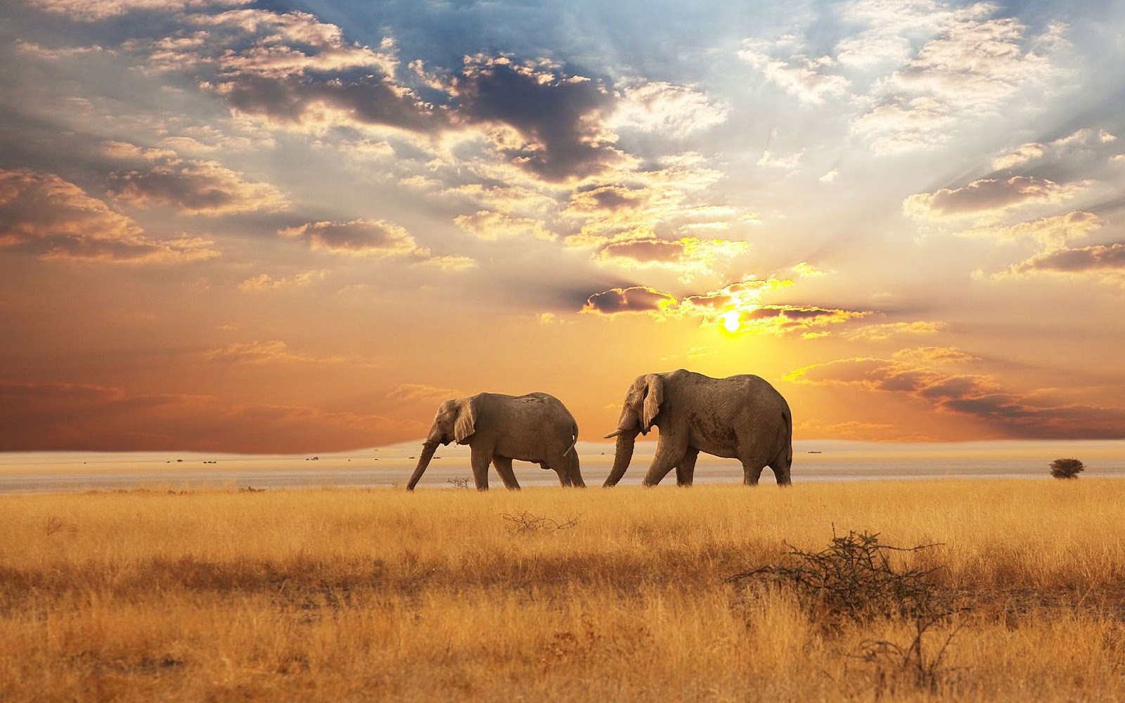 Free download African Landscape With Elephant Beautiful landscape photo with [1600x1000] for your Desktop, Mobile & Tablet. Explore African Scenery Desktop Wallpaper. Scenery Wallpaper, African Wallpaper, Scenery Wallpaper