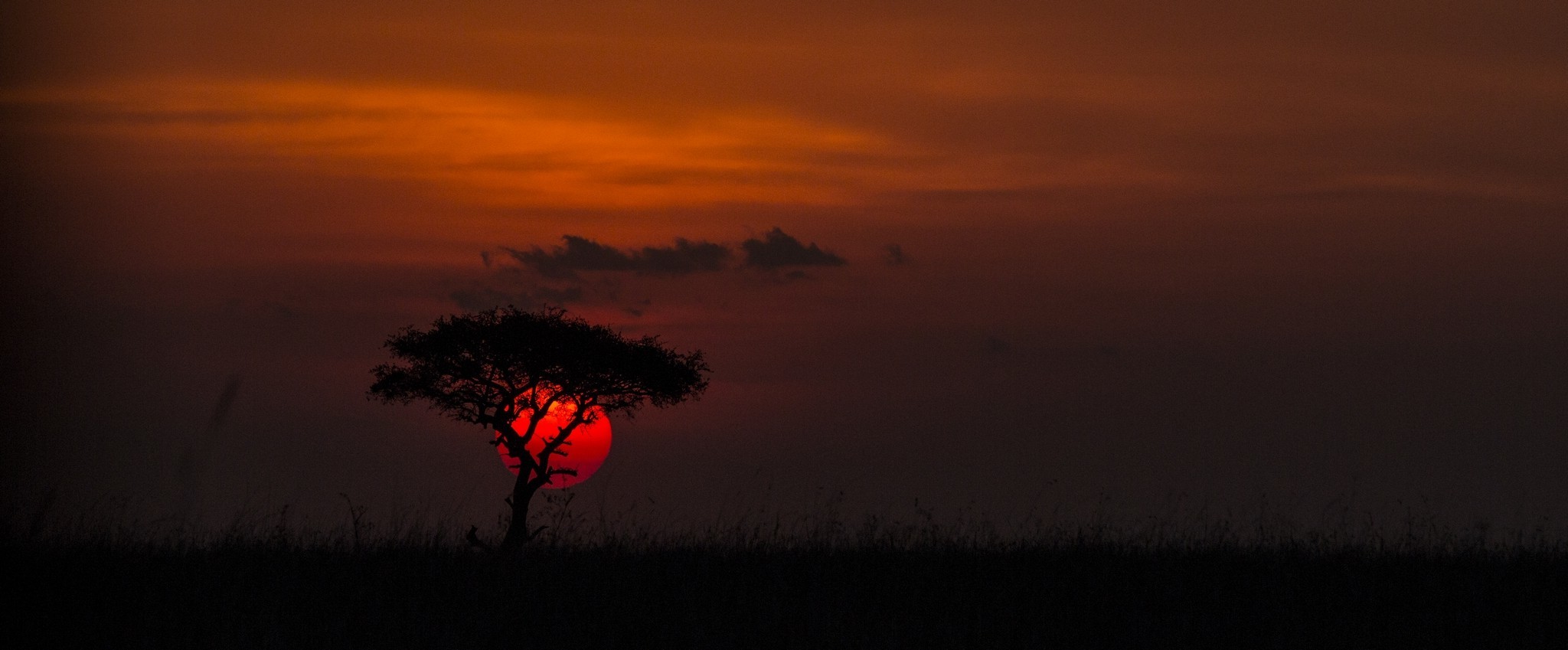 Wallpaper, trees, landscape, sunset, nature, grass, photography, clouds, sunrise, evening, horizon, Africa, atmosphere, dusk, cloud, dawn, prairie, atmospheric phenomenon, afterglow, red sky at morning, savanna, 2048x849 px 2048x849
