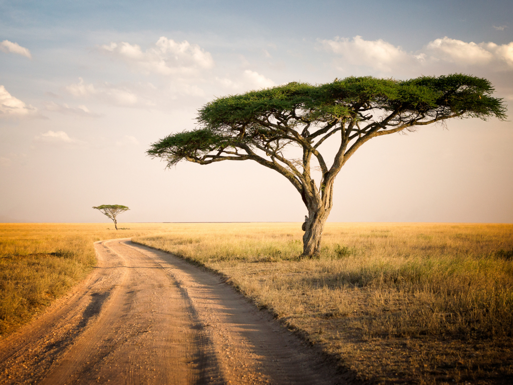 Wallpaper road to forest, landscape, national park, africa desktop wallpaper, HD image, picture, background, c4e13f